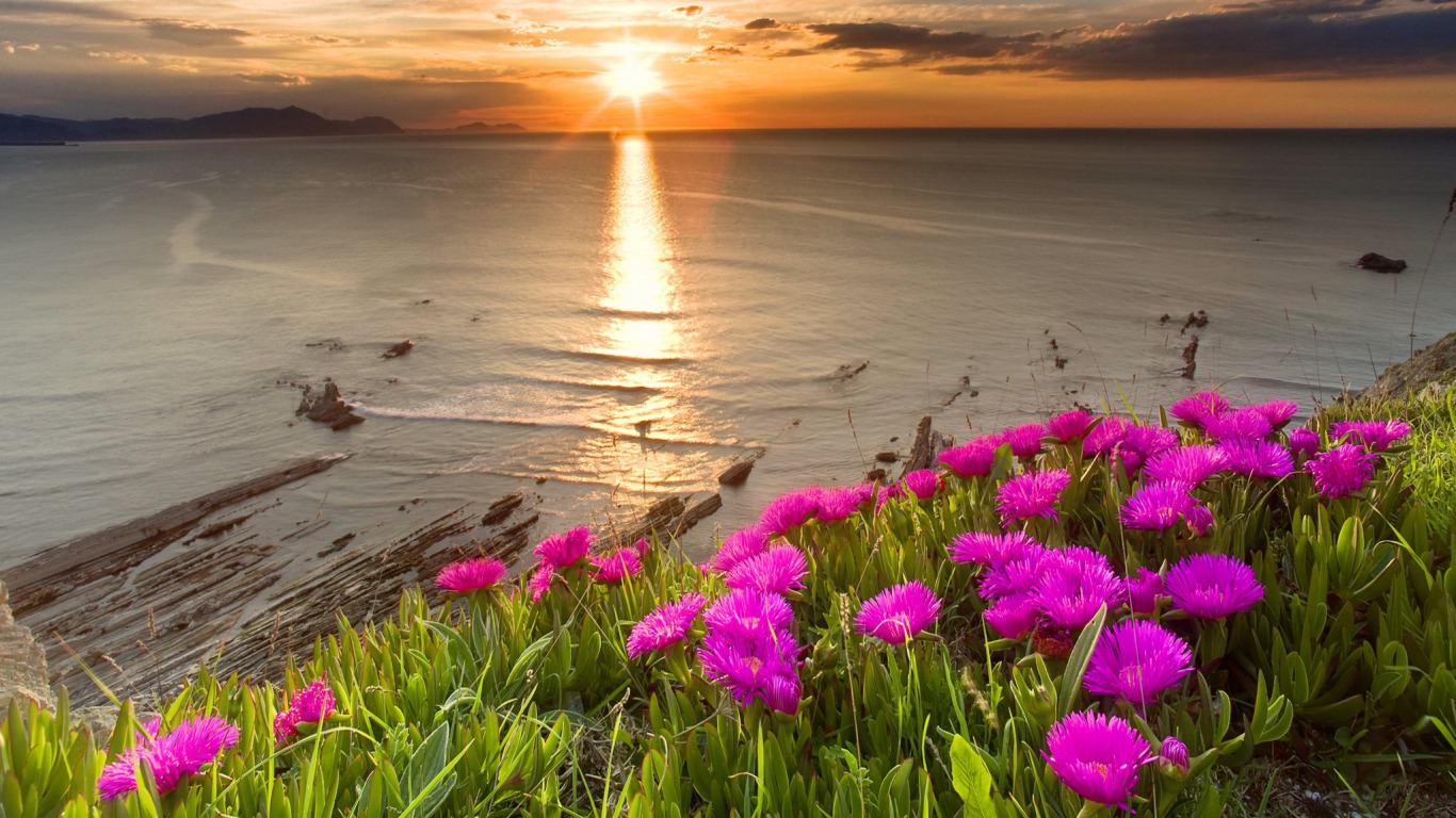 Free download wallpaper Flowers, Flower, Earth on your PC desktop