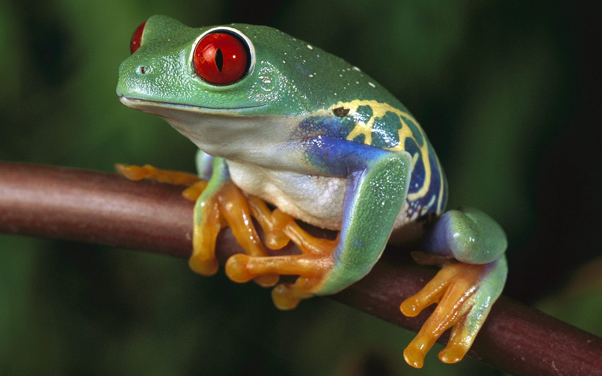 Download mobile wallpaper Red Eyed Tree Frog, Frogs, Animal for free.