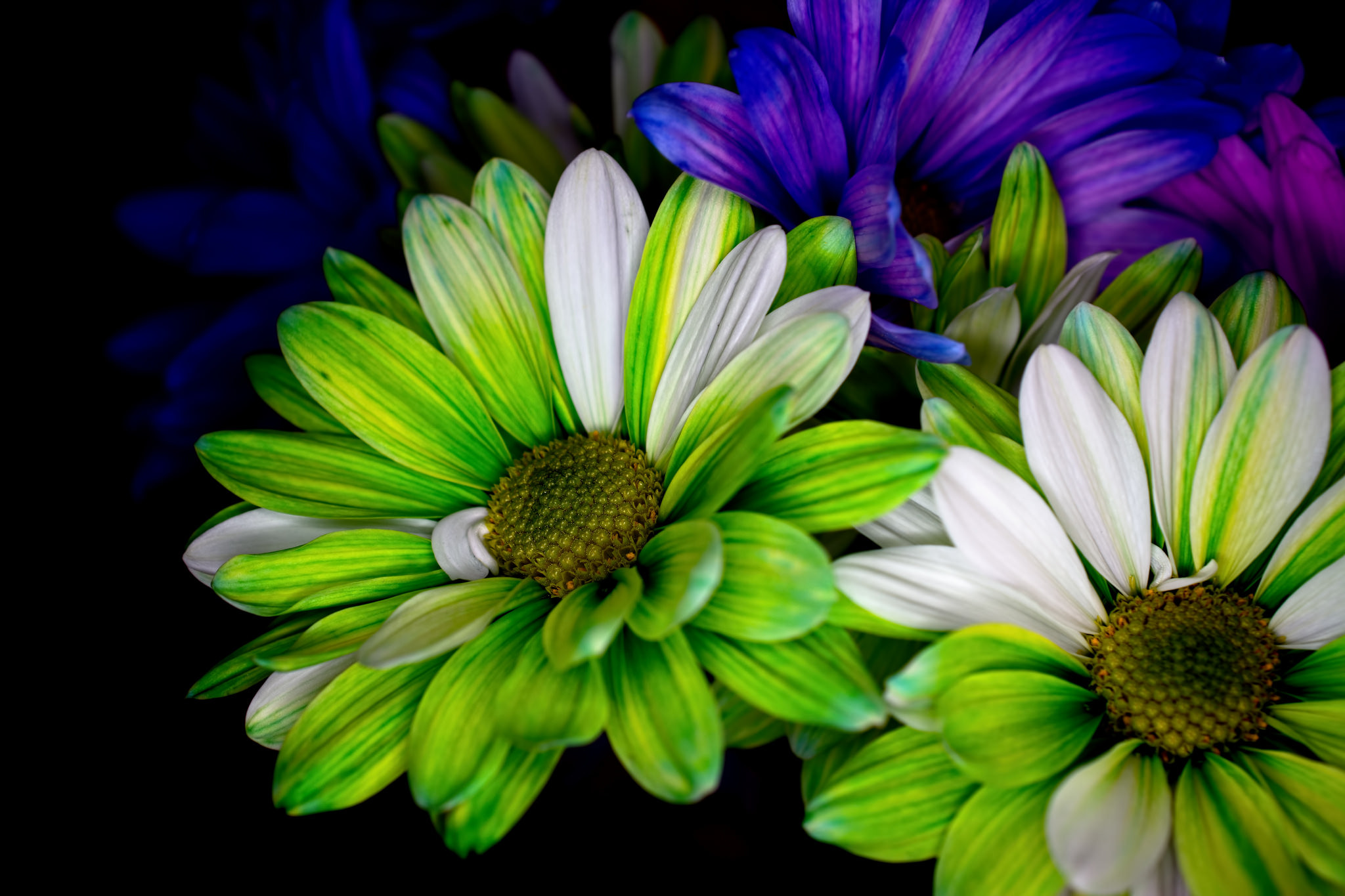 Descarga gratis la imagen Naturaleza, Flores, Gerberas, Flor, De Cerca, Vistoso, Tierra/naturaleza en el escritorio de tu PC