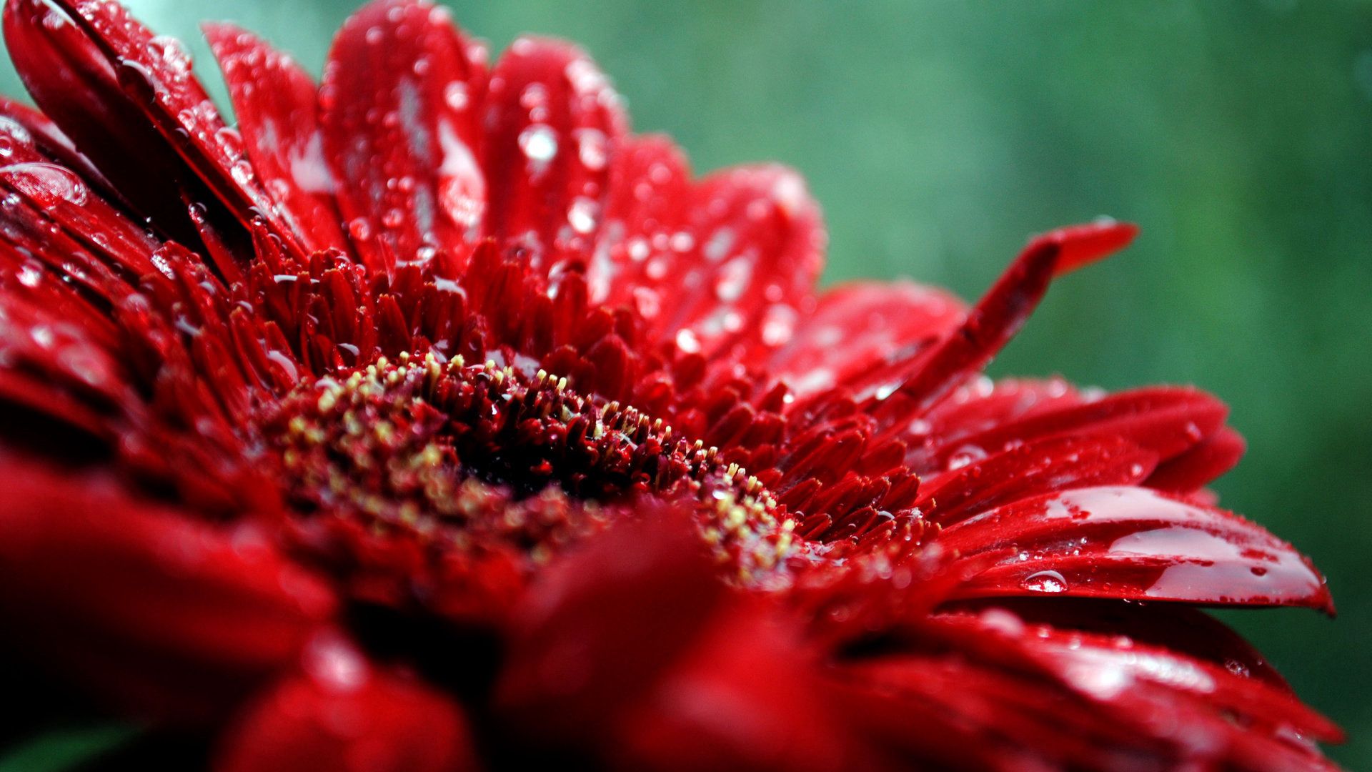 無料モバイル壁紙滴, 花, 大きい, マクロ, 暗い, 赤い, 水分, 湿気, 闇をダウンロードします。