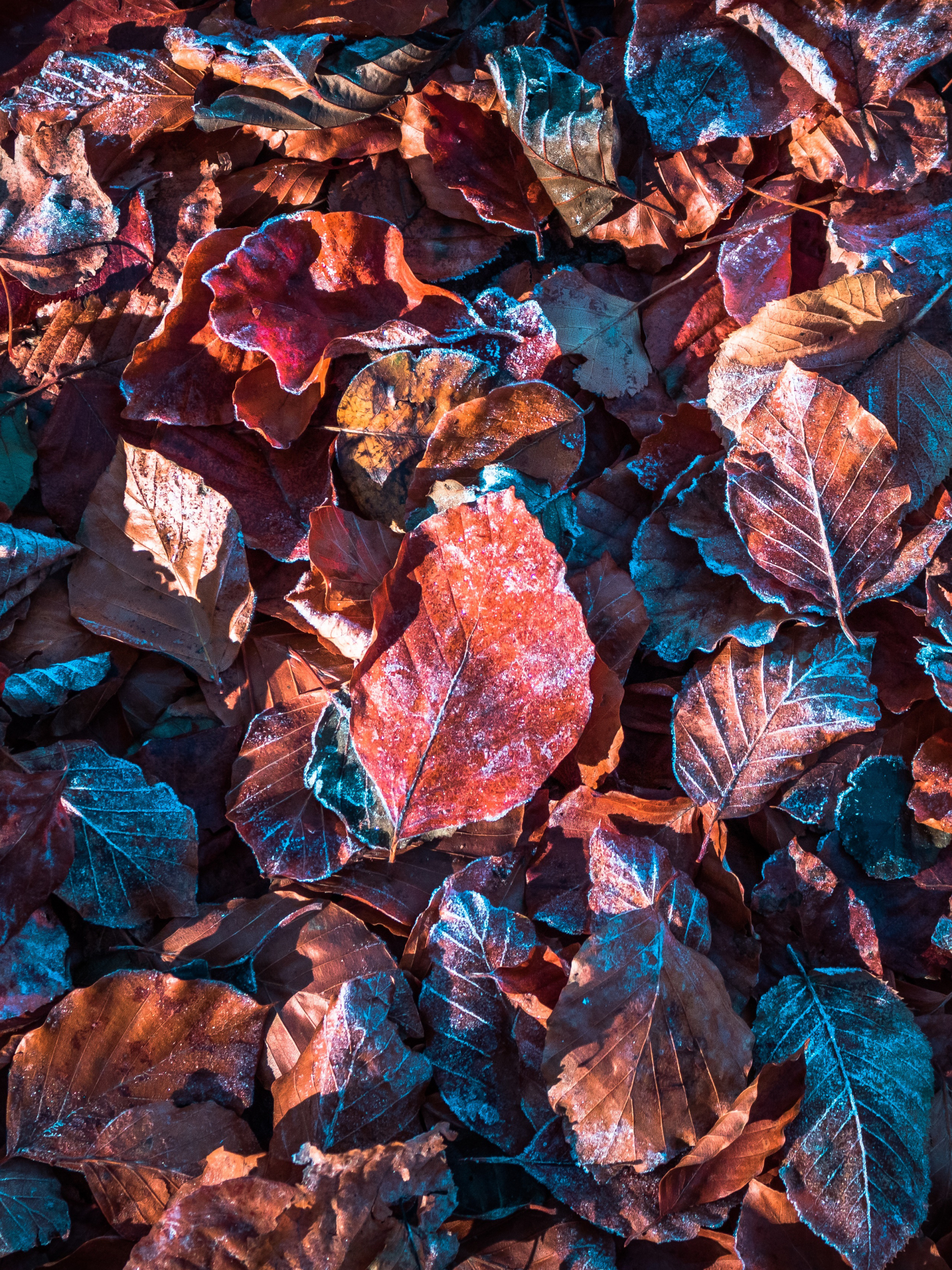 Descarga gratuita de fondo de pantalla para móvil de Otoño, Hoja, Escarcha, Tierra/naturaleza.