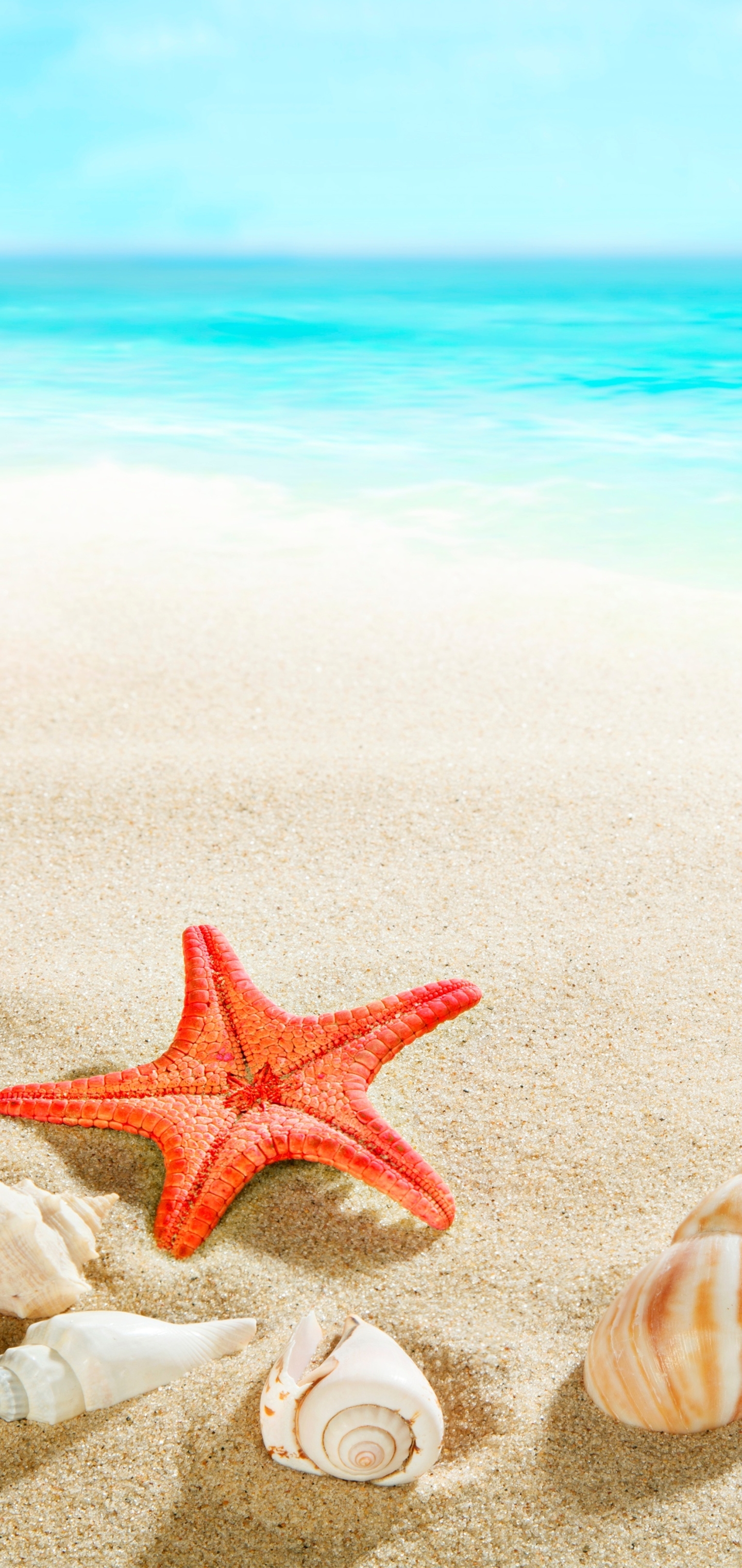 Download mobile wallpaper Beach, Sand, Starfish, Horizon, Ocean, Earth, Shell for free.