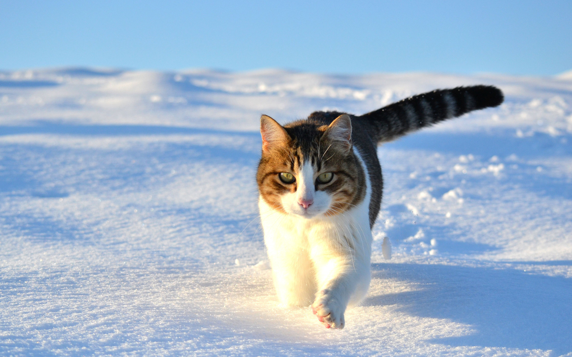 Handy-Wallpaper Tiere, Katze kostenlos herunterladen.