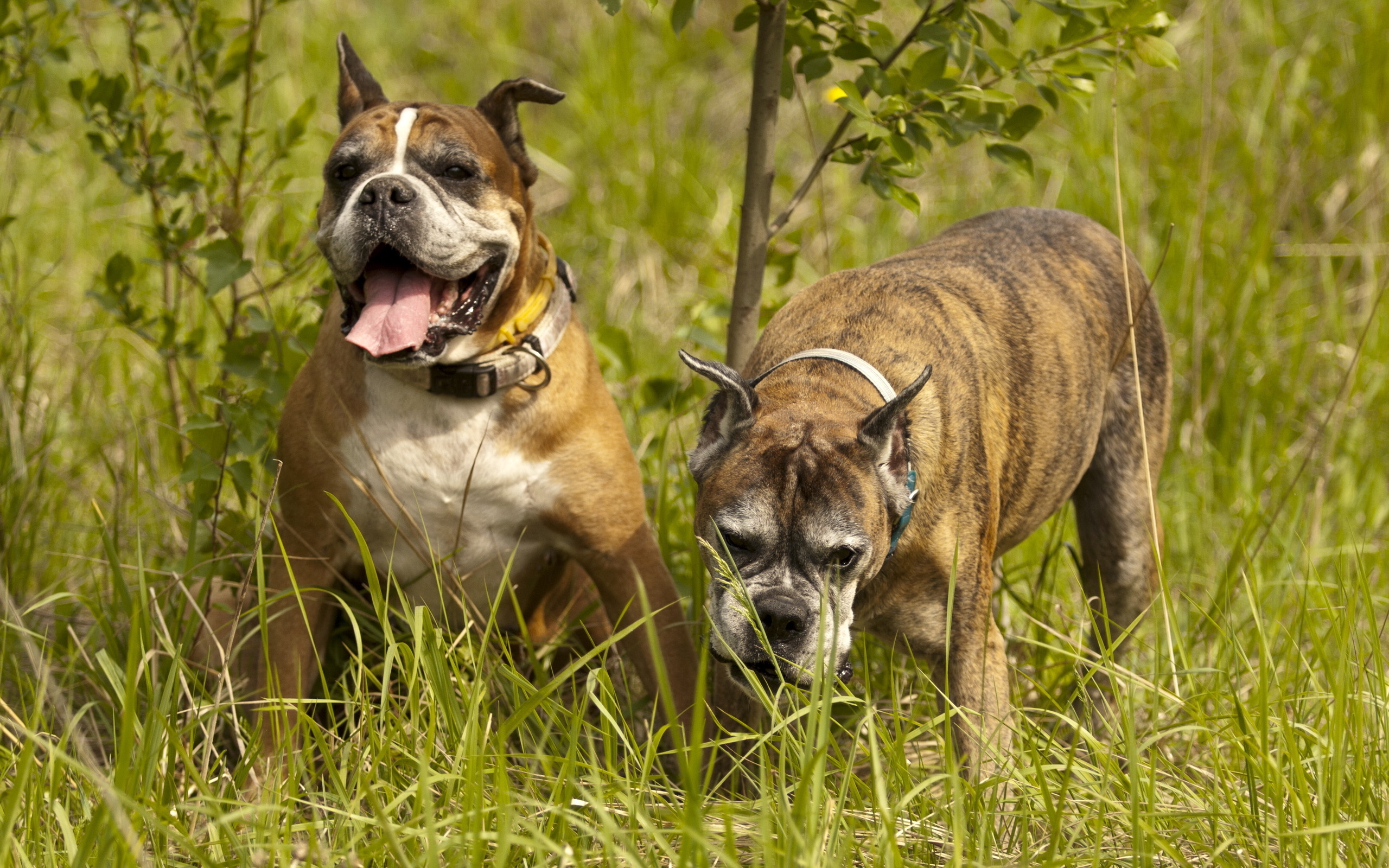 Téléchargez des papiers peints mobile Chiens, Chien, Animaux gratuitement.