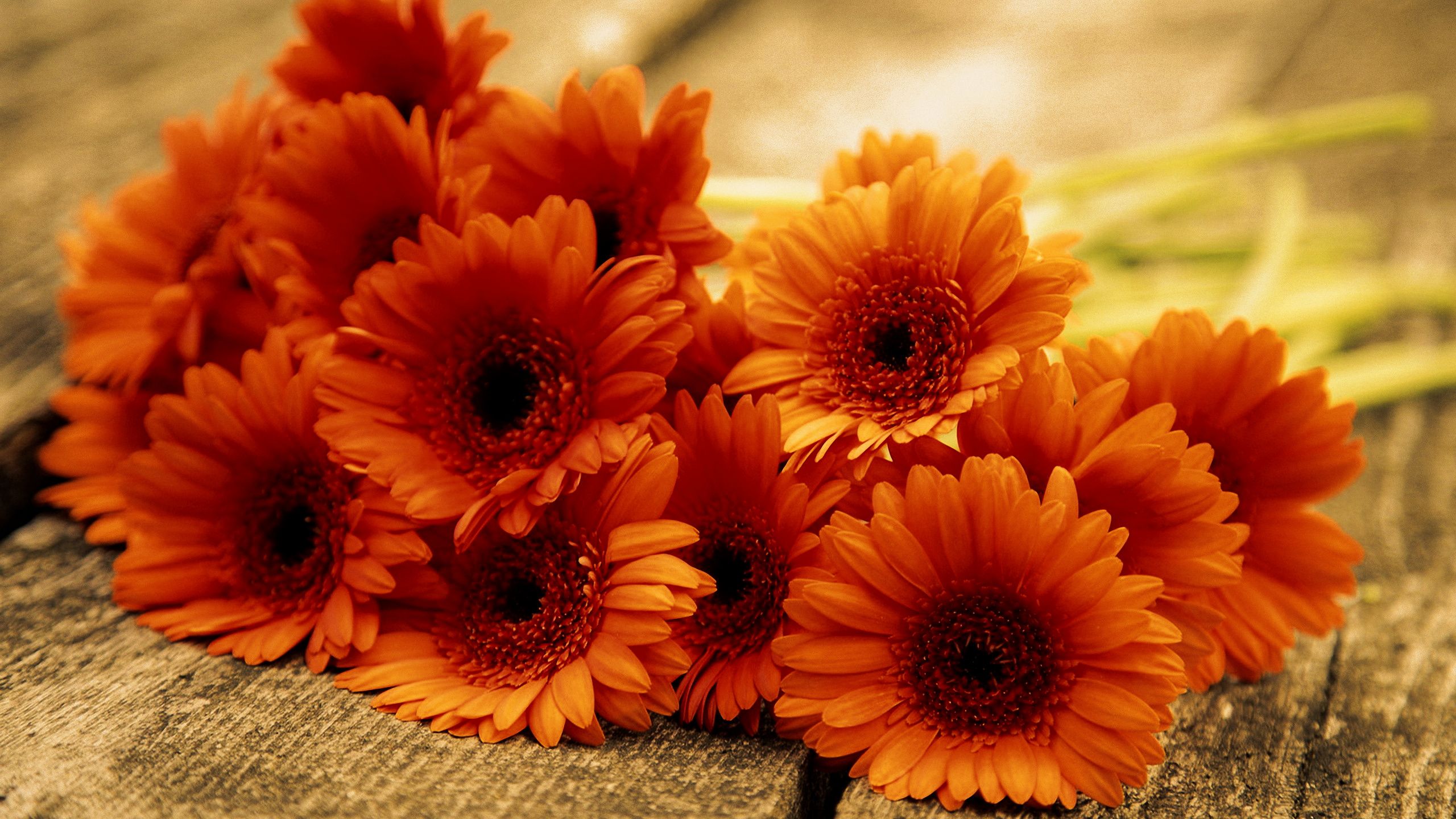 Handy-Wallpaper Orangene Blume, Gerbera, Gänseblümchen, Blumen, Blume, Erde/natur kostenlos herunterladen.