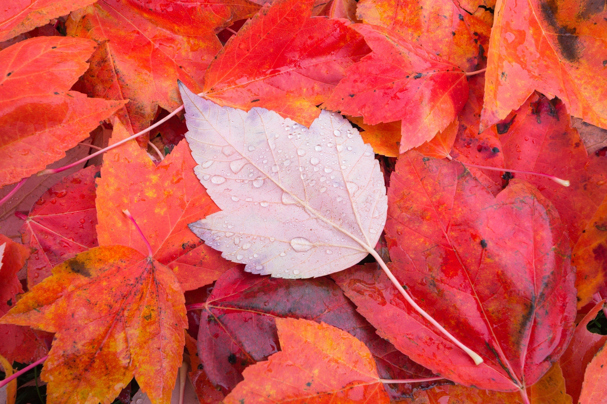 Descarga gratuita de fondo de pantalla para móvil de Otoño, De Cerca, Hoja, Tierra/naturaleza, Gota De Agua.