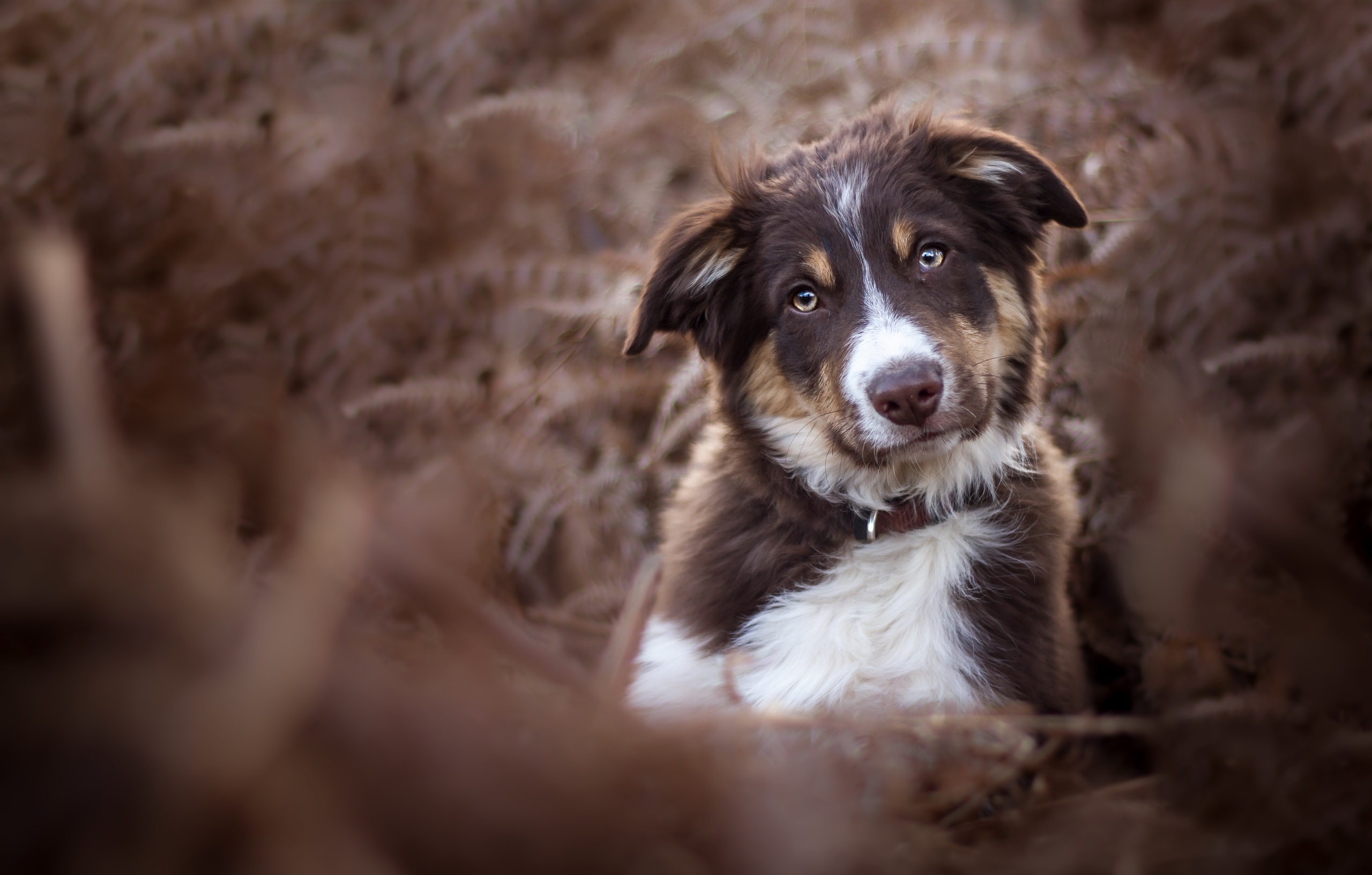 Téléchargez gratuitement l'image Animaux, Chiens, Chien sur le bureau de votre PC