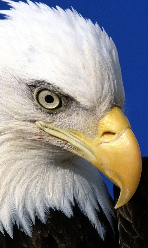 Handy-Wallpaper Tiere, Vögel, Weißkopfseeadler kostenlos herunterladen.