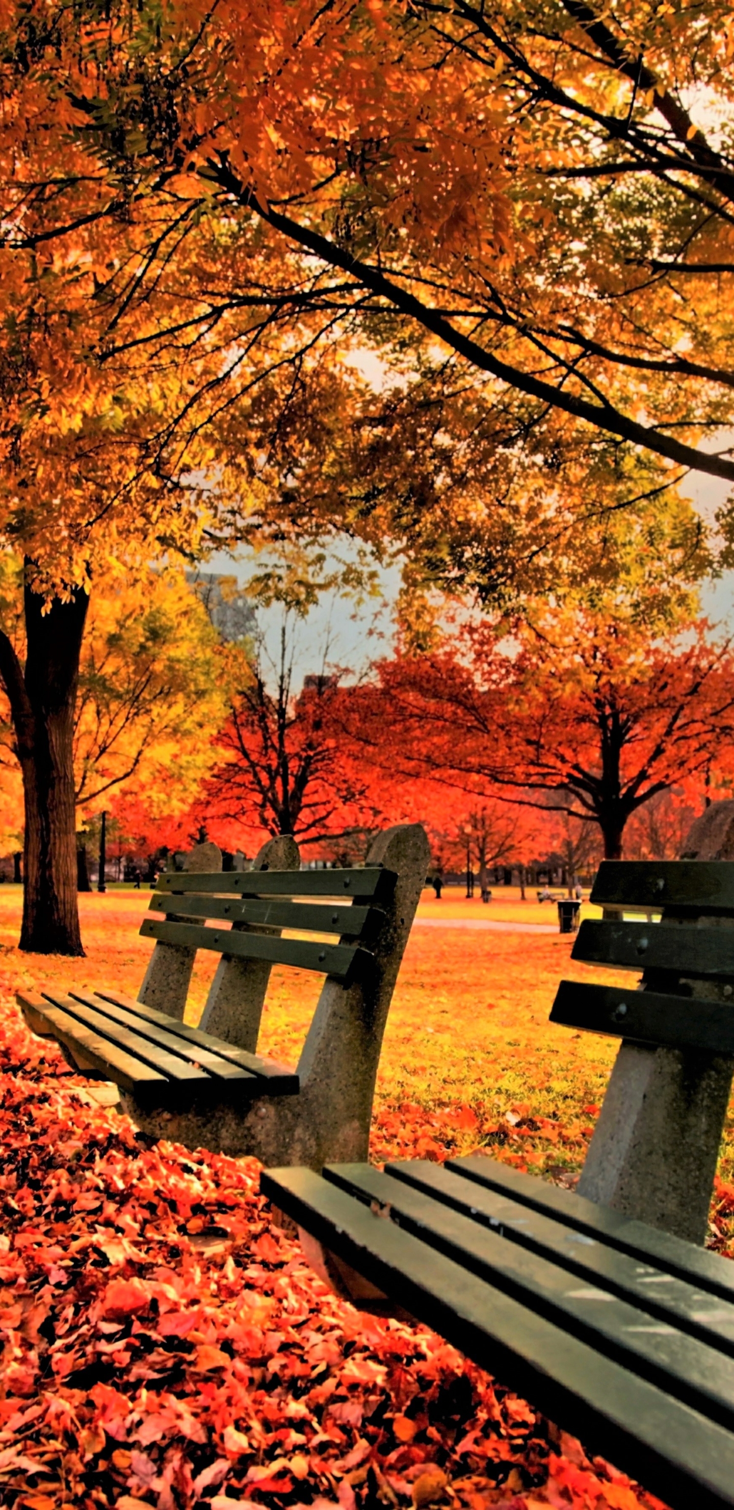 無料モバイル壁紙木, 秋, 葉, 公園, カラフル, ベンチ, 写真撮影をダウンロードします。