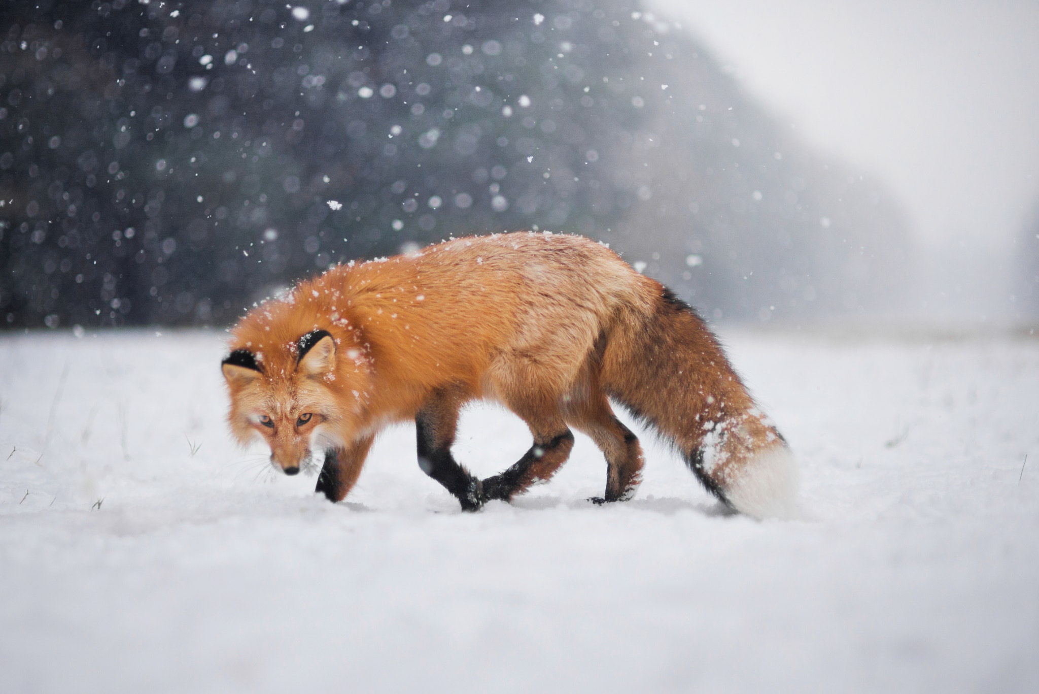 PCデスクトップに動物, 冬, 雪, 狐, 降雪, 被写界深度画像を無料でダウンロード