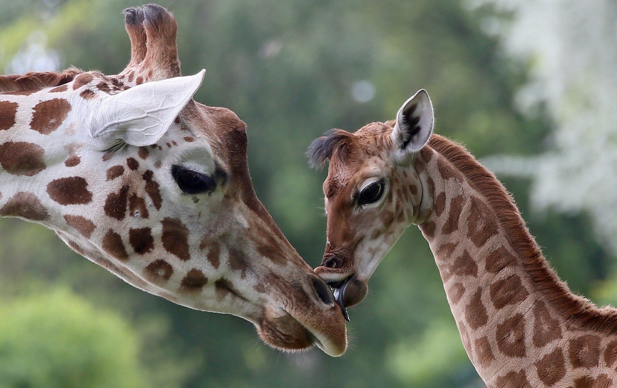 Baixar papel de parede para celular de Animais, Girafa, Animal Bebê gratuito.