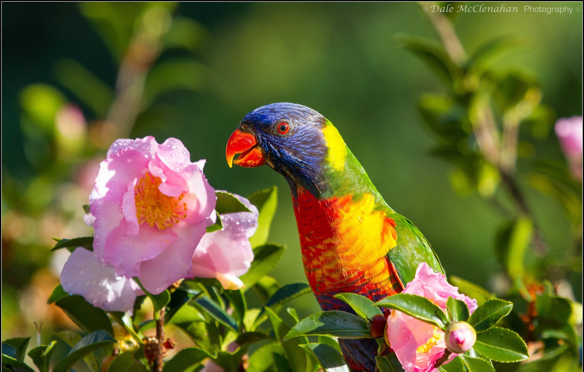 343762 descargar fondo de pantalla animales, loro arcoiris, loro, aves: protectores de pantalla e imágenes gratis