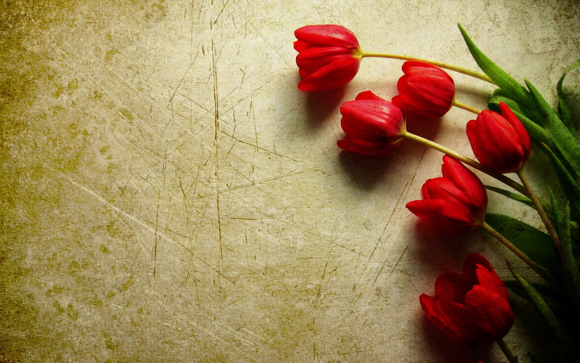 Laden Sie das Blume, Tulpe, Menschengemacht-Bild kostenlos auf Ihren PC-Desktop herunter