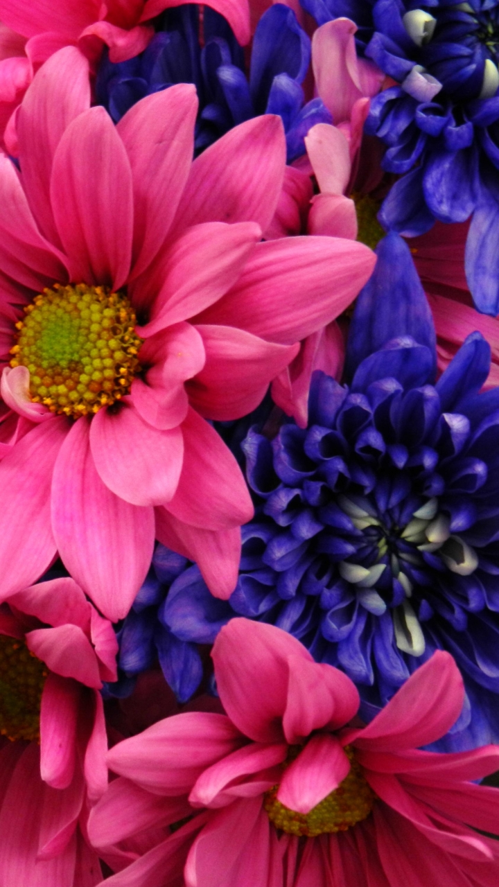 Download mobile wallpaper Flowers, Flower, Close Up, Earth, Daisy, Dahlia, Pink Flower, Blue Flower for free.