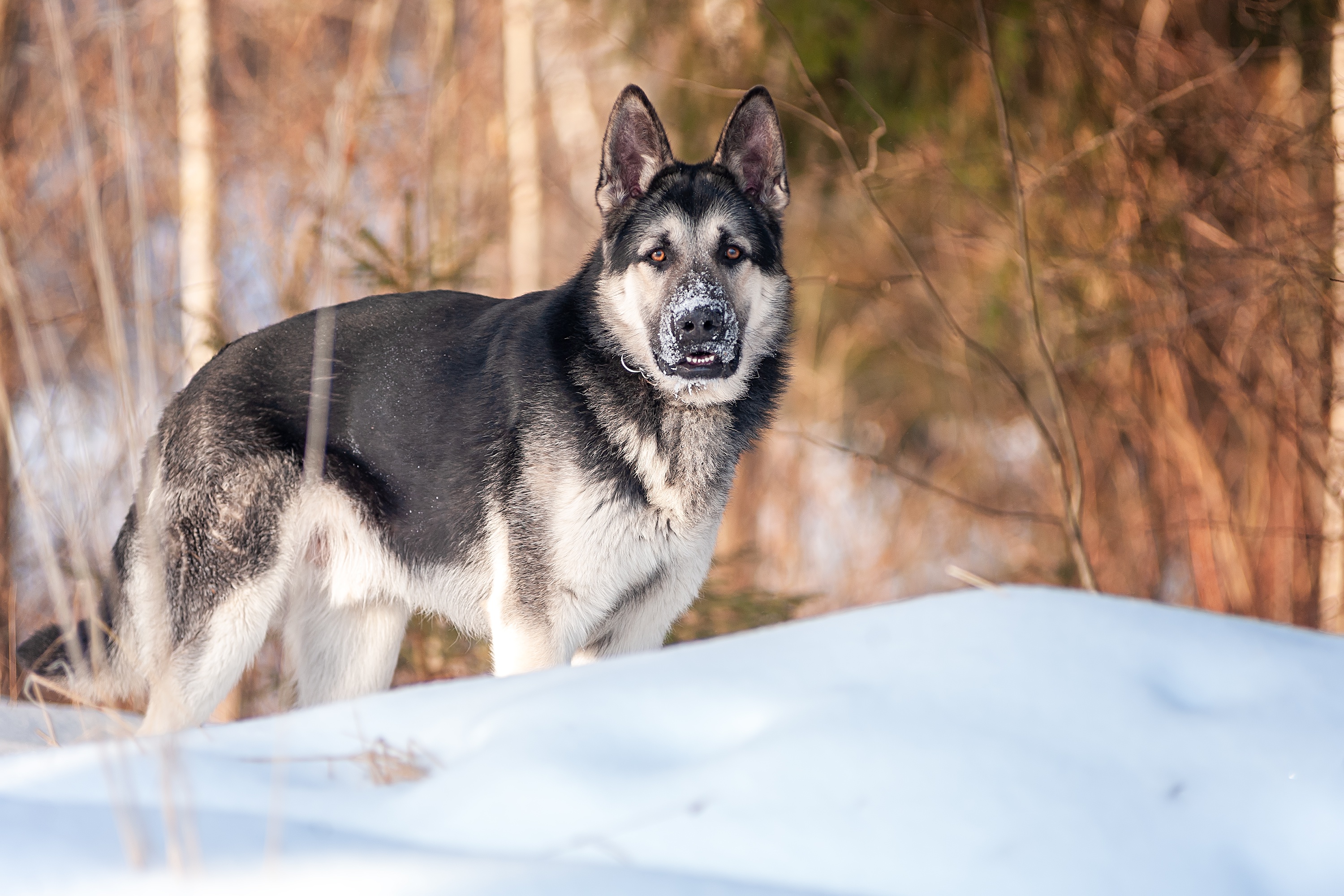 Free download wallpaper Dogs, Snow, Dog, Animal, German Shepherd on your PC desktop