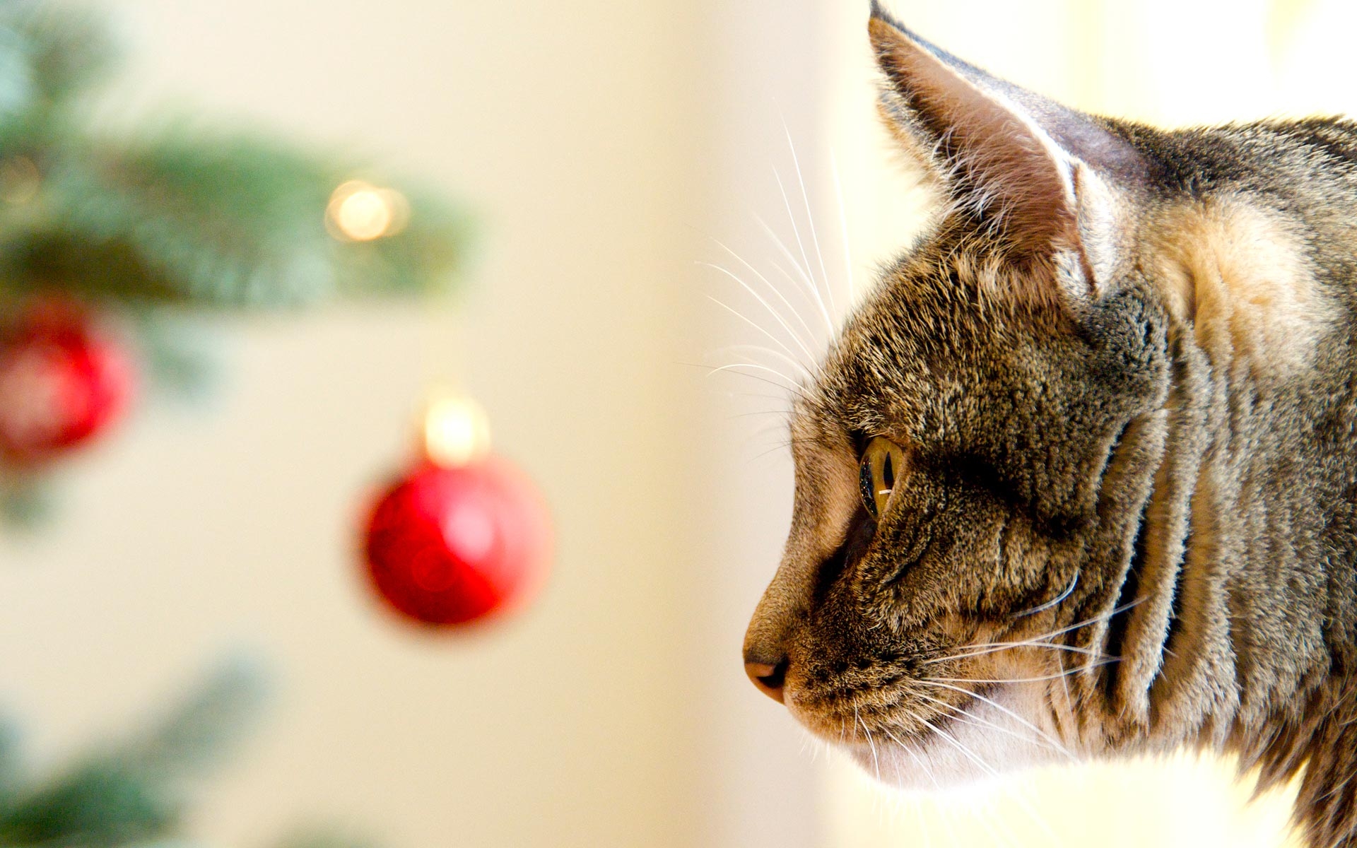 245529 Protetores de tela e papéis de parede Gatos em seu telefone. Baixe  fotos gratuitamente