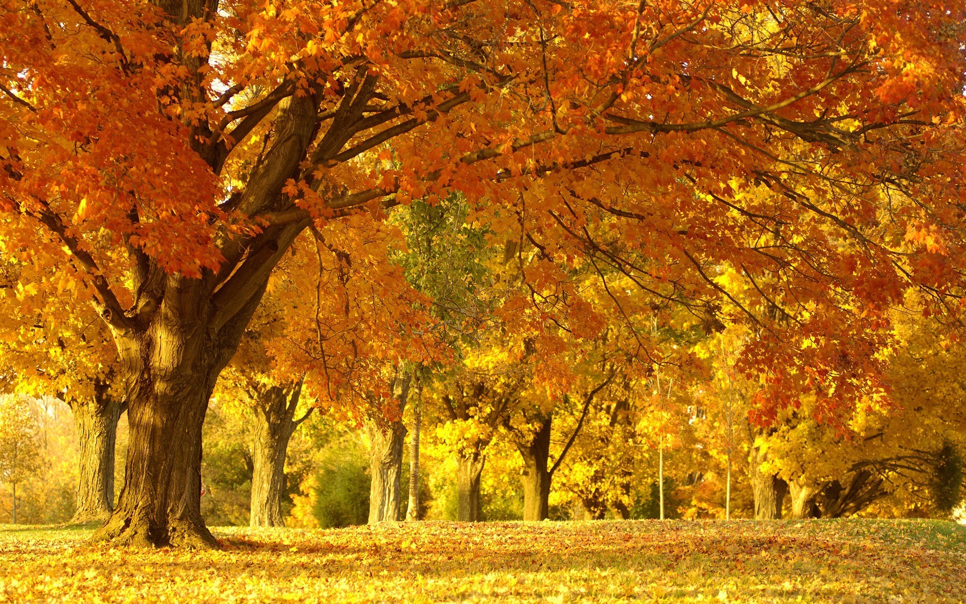 PCデスクトップに秋, 風景, 木, オレンジ画像を無料でダウンロード