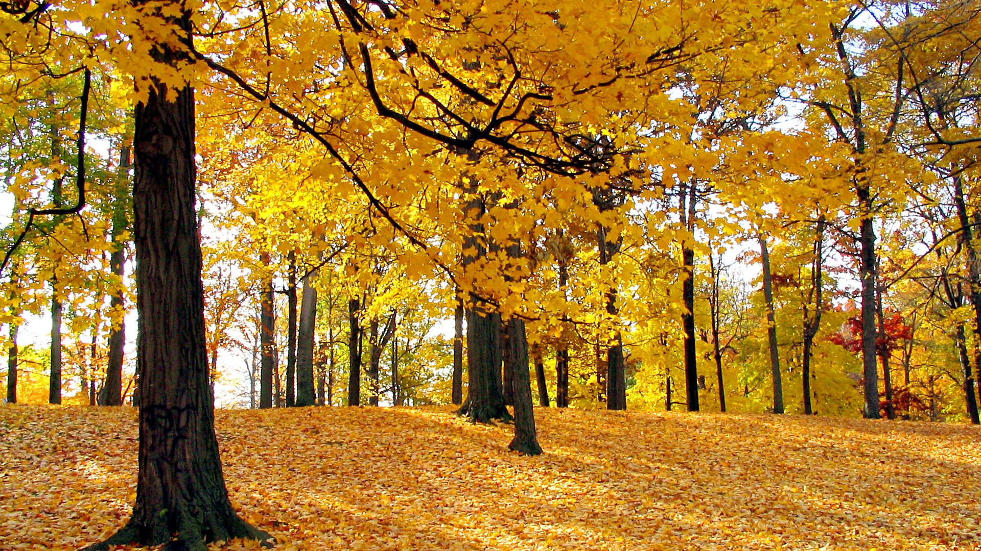 Laden Sie das Herbst, Erde/natur-Bild kostenlos auf Ihren PC-Desktop herunter