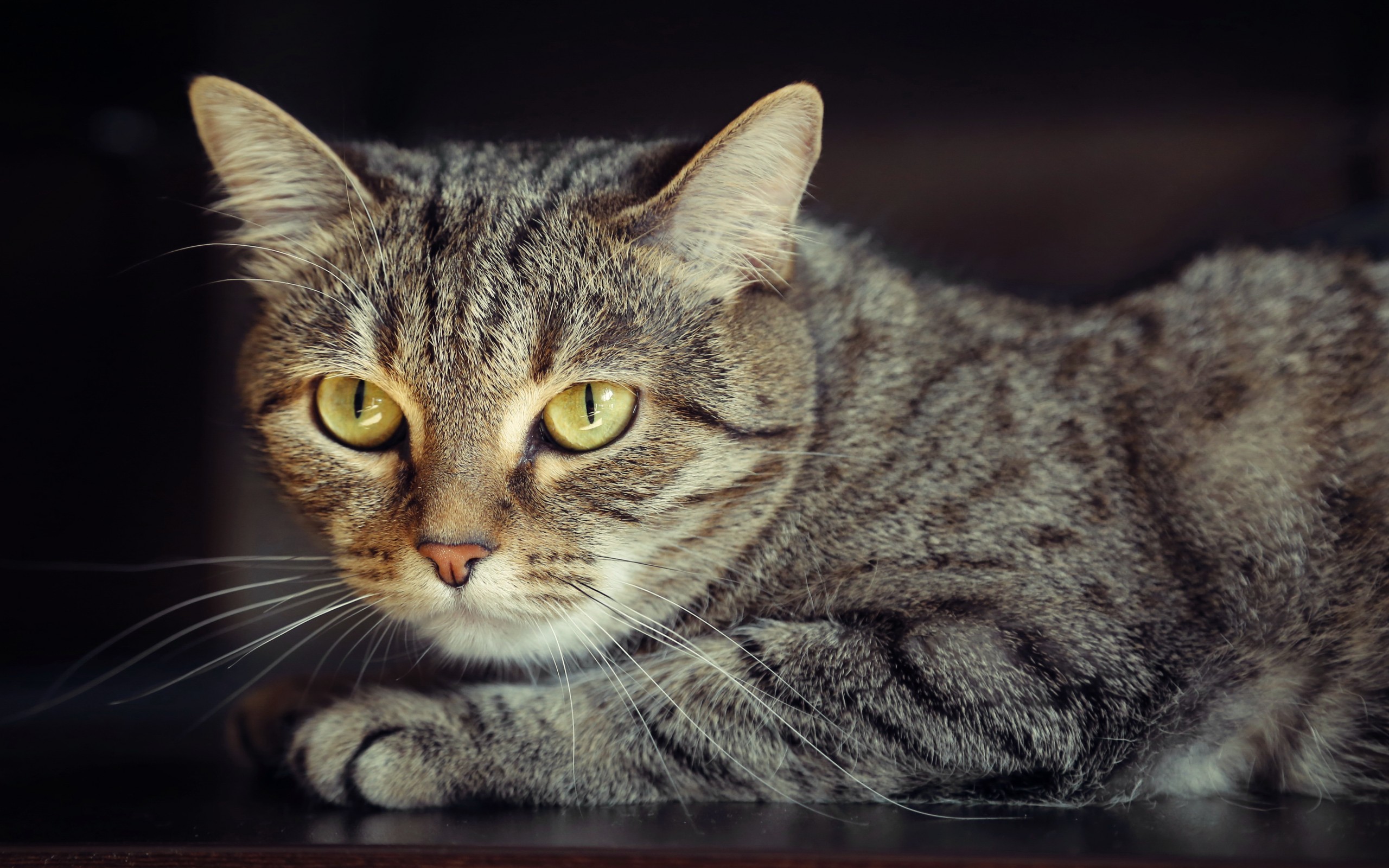 Baixe gratuitamente a imagem Gato, Gatos, Animais na área de trabalho do seu PC