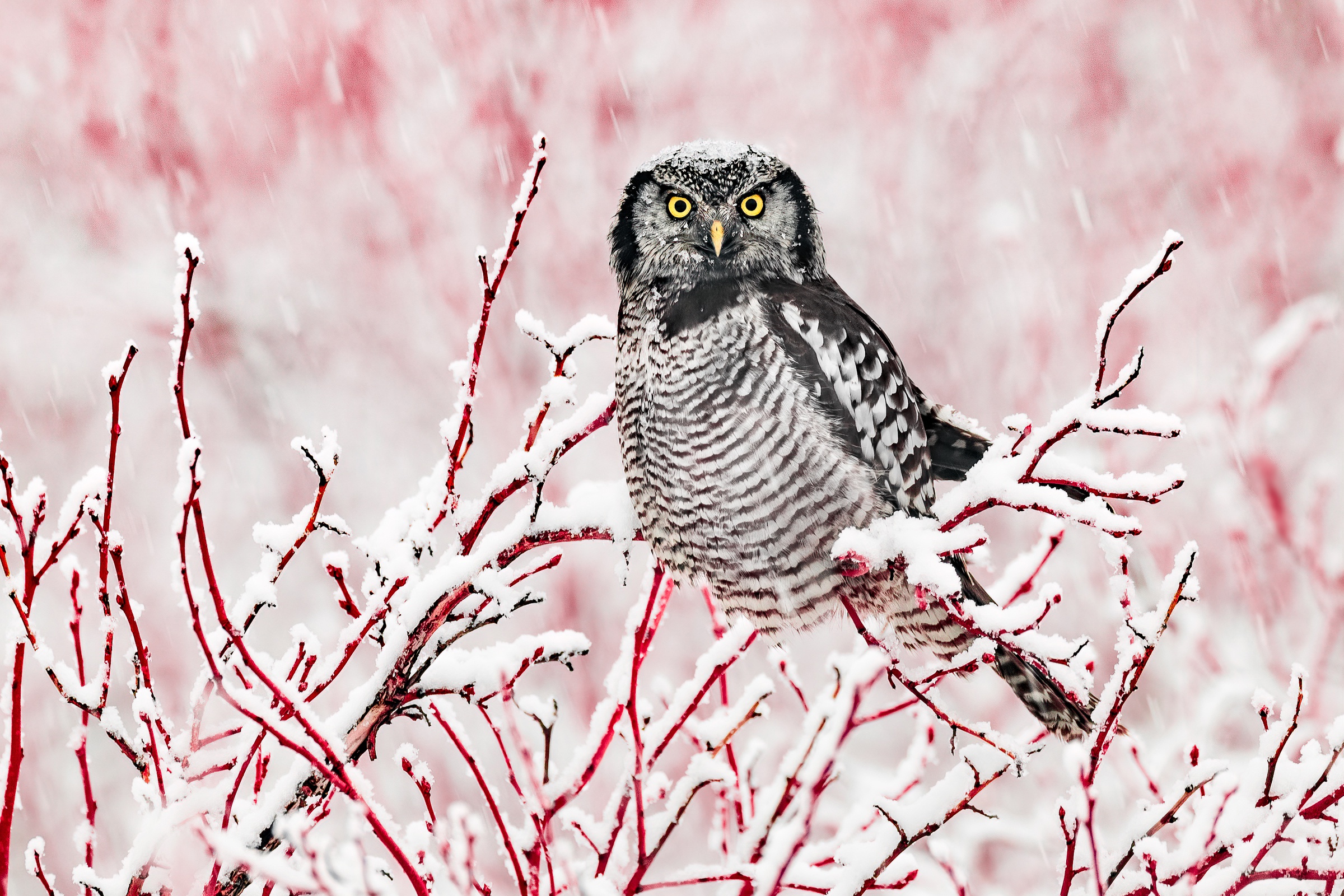 Download mobile wallpaper Winter, Birds, Owl, Snow, Bird, Animal for free.