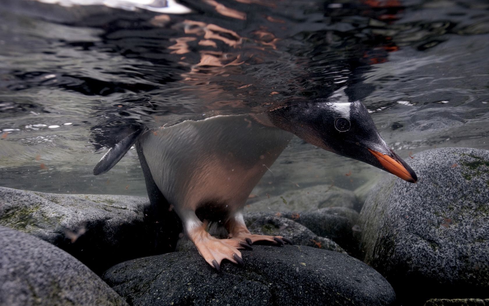 101070 descargar imagen animales, stones, paseo, nadar, caza, acosar, bajo el agua, submarino, pingüino: fondos de pantalla y protectores de pantalla gratis