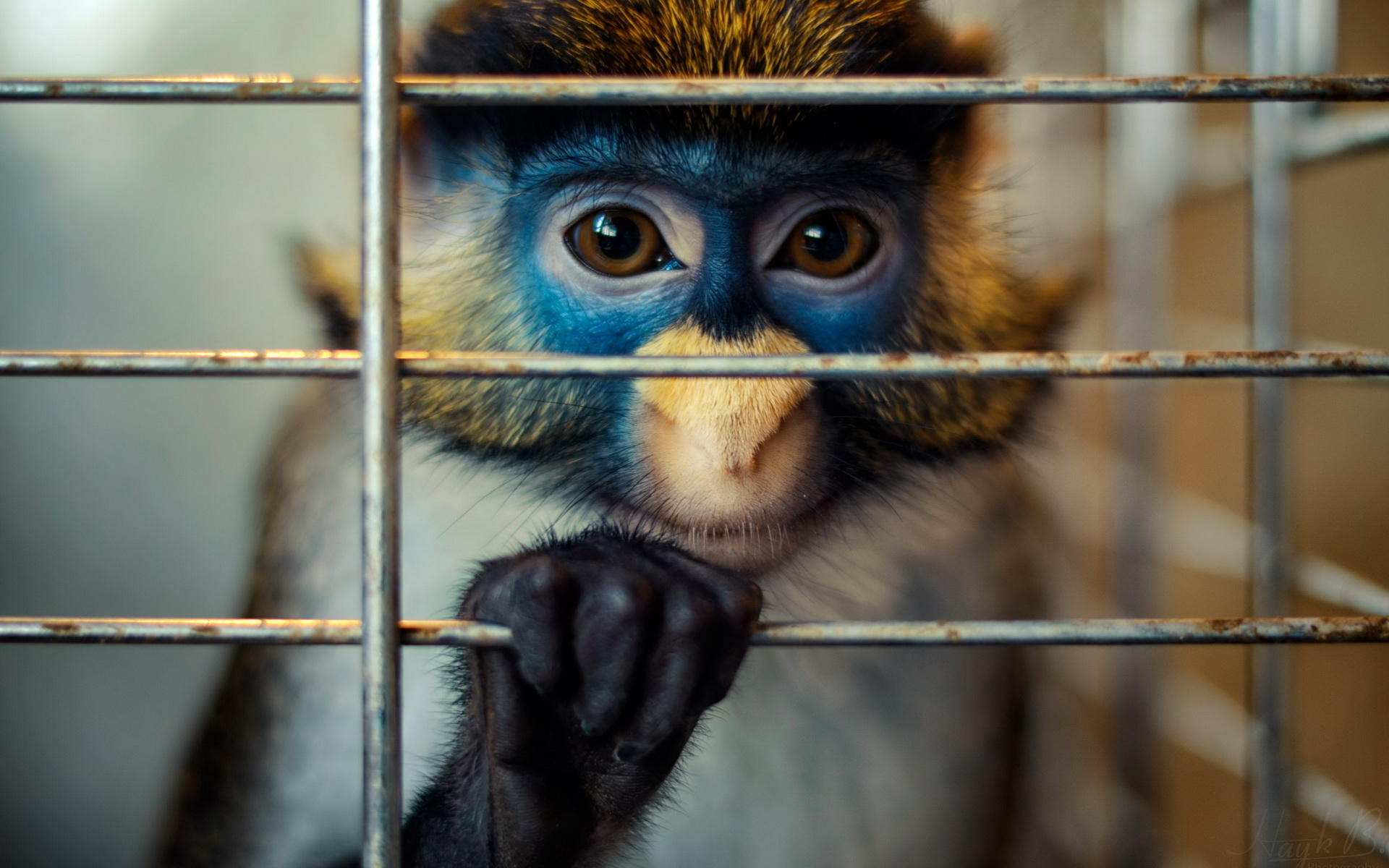 Descarga gratis la imagen Animales, Monos, Mono en el escritorio de tu PC