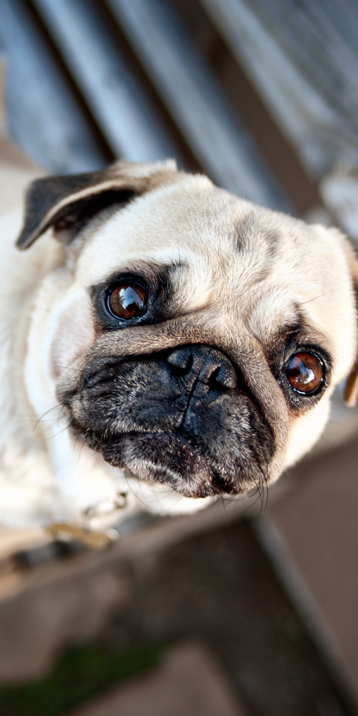 Download mobile wallpaper Dogs, Animal, Pug for free.