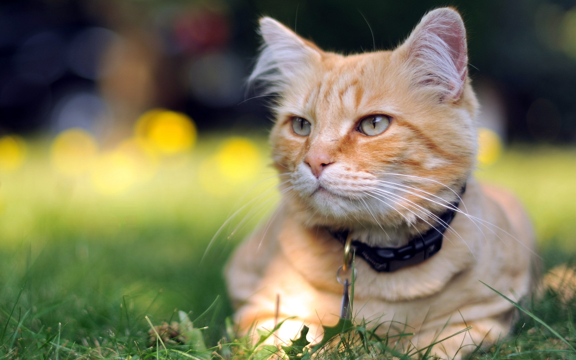 Baixe gratuitamente a imagem Animais, Gatos, Gato na área de trabalho do seu PC