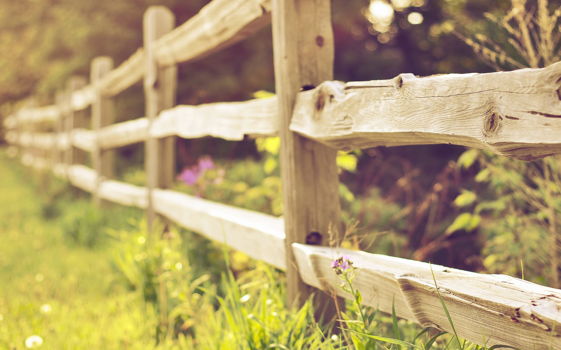nature, grass, fence, planks, board, hedge