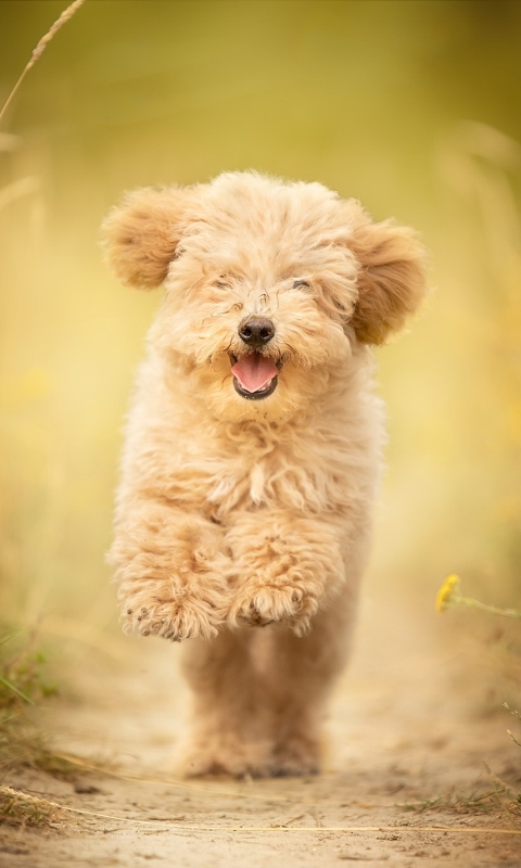 Téléchargez des papiers peints mobile Animaux, Chiens, Chien gratuitement.