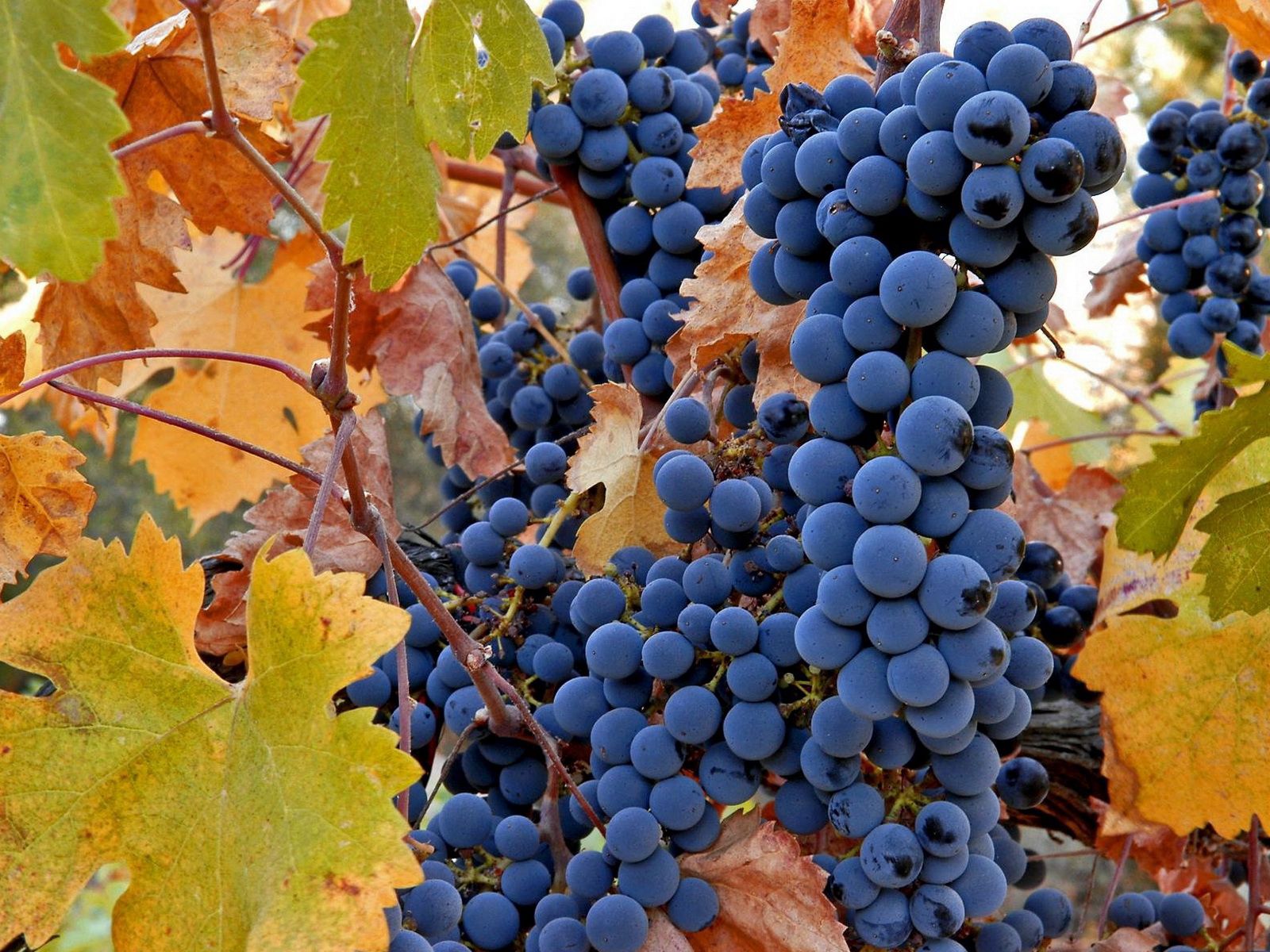 leaves, grapes, fruits, bunches, autumn, food, vine, clusters, harvest