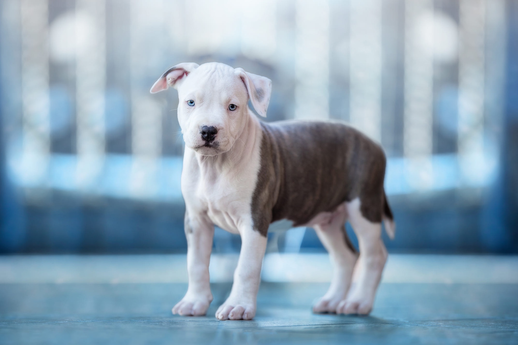 Free download wallpaper Dogs, Dog, Animal, Puppy, Baby Animal, American Pit Bull Terrier on your PC desktop