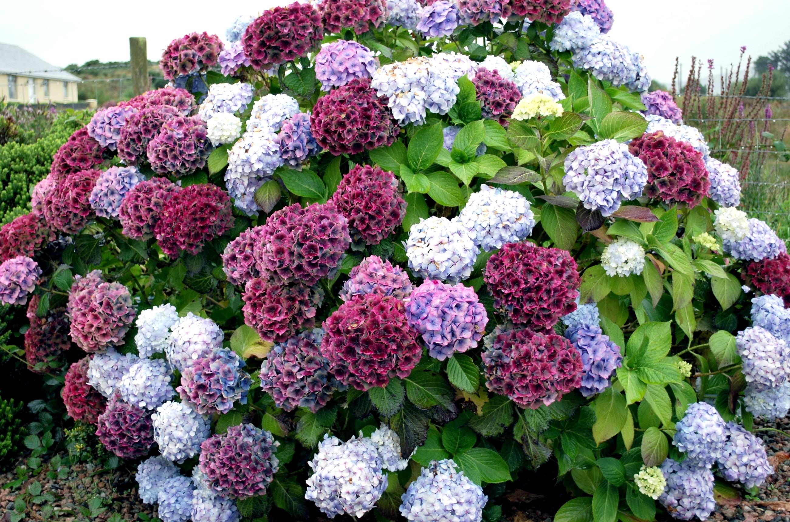 Laden Sie das Bush, Busch, Es Ist Wunderschön, Motley, Hortensie, Blumen, Mehrfarbig, Hübsch-Bild kostenlos auf Ihren PC-Desktop herunter
