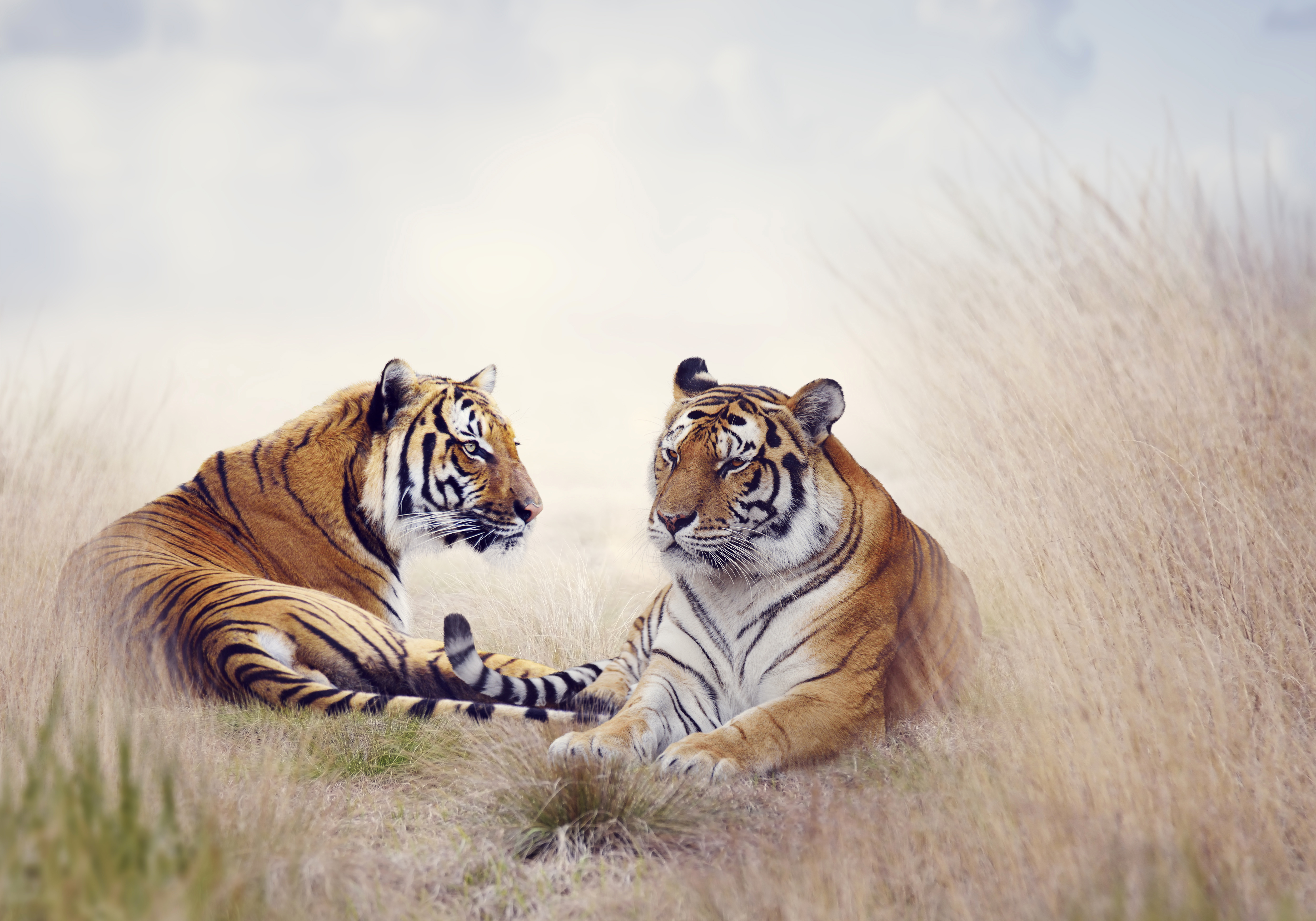 Download mobile wallpaper Cats, Field, Tiger, Animal, Painting for free.