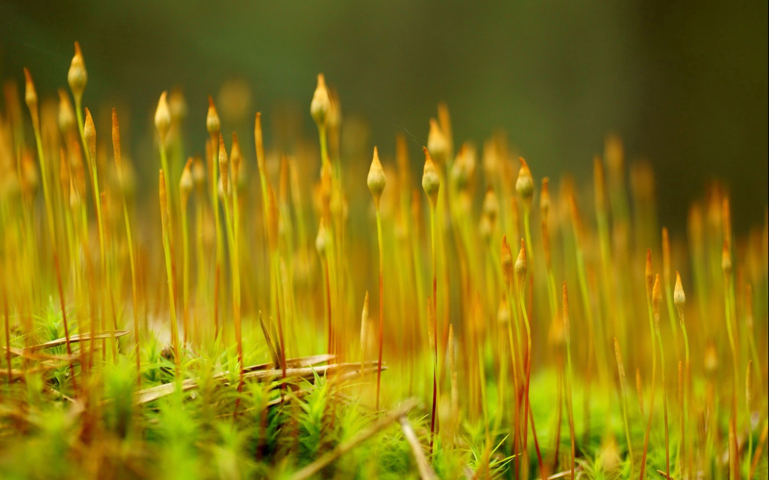 Download mobile wallpaper Macro, Smooth, Grass, Plant, Blur for free.