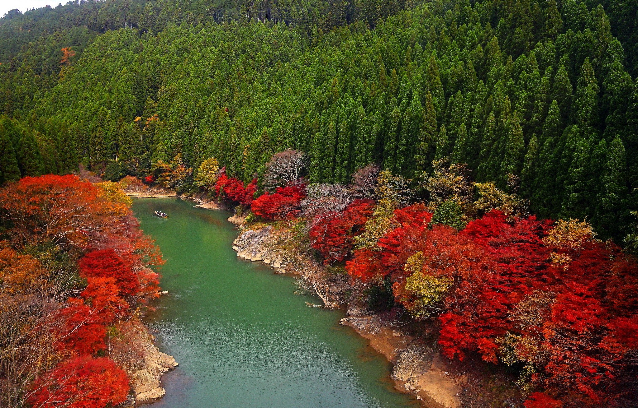 Download mobile wallpaper Forest, Tree, Fall, Earth, Japan for free.