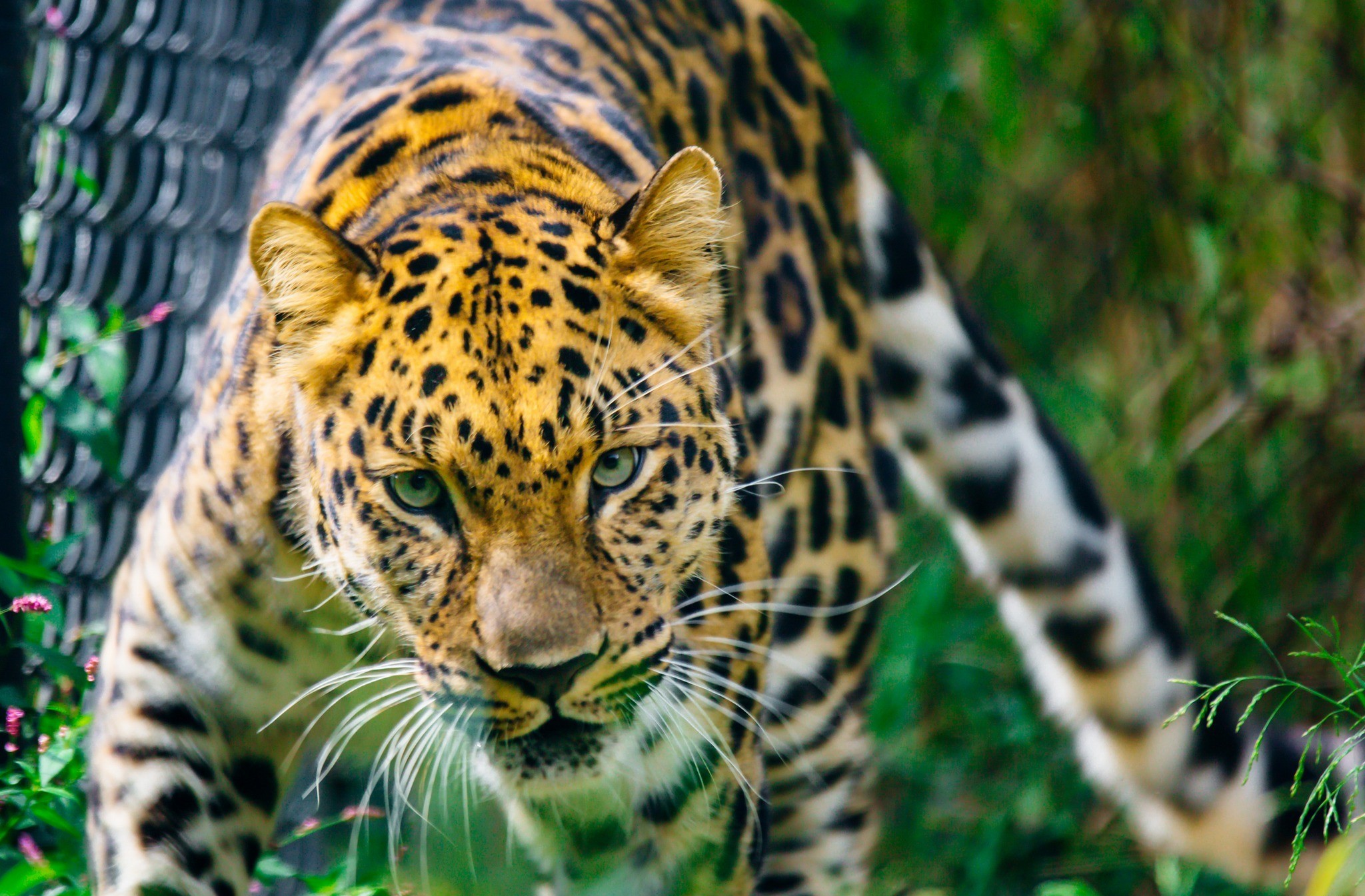 346546 baixar papel de parede animais, leopardo, olhar, gatos - protetores de tela e imagens gratuitamente