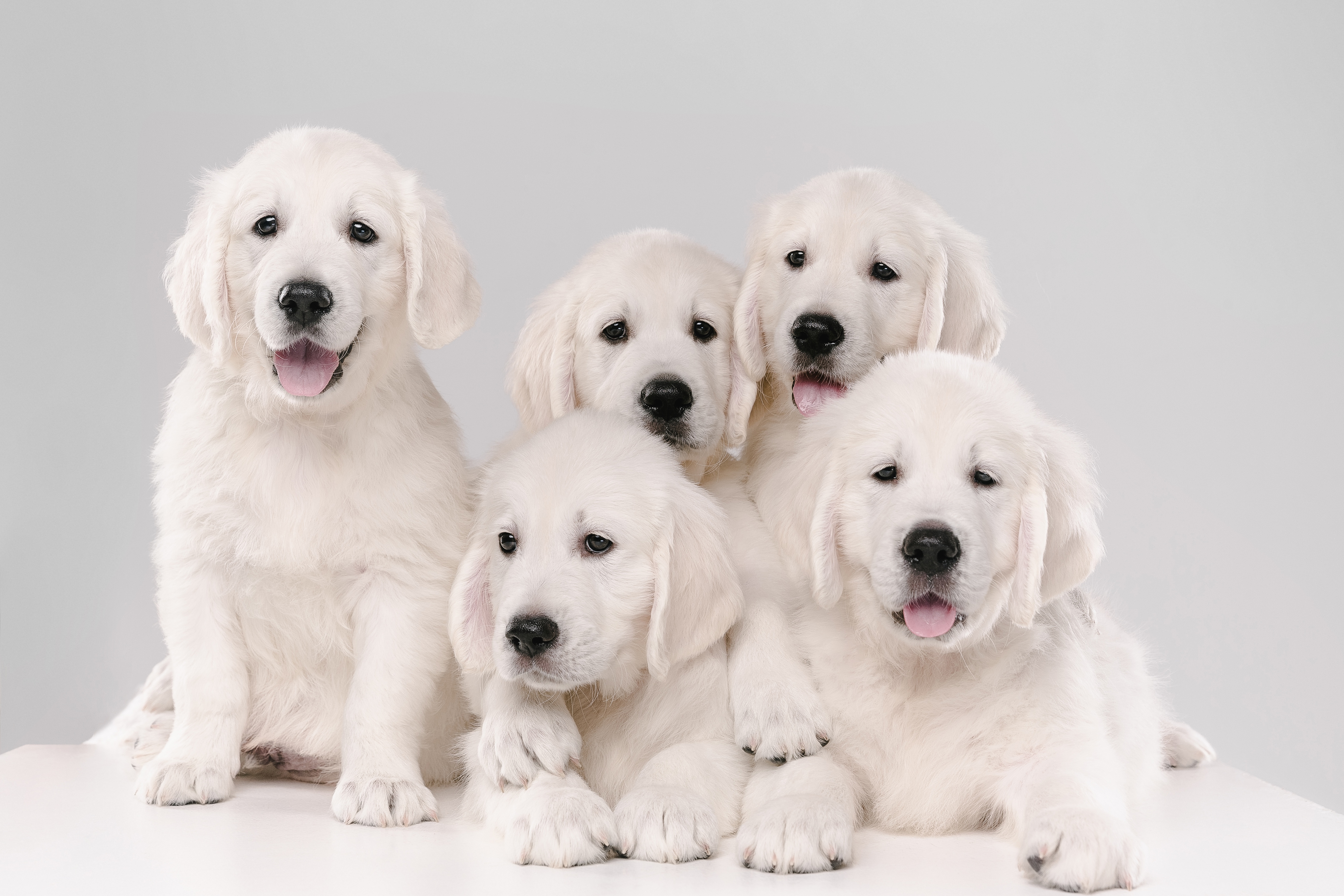 Handy-Wallpaper Tiere, Hunde, Hund, Welpen, Golden Retriever, Tierbaby kostenlos herunterladen.