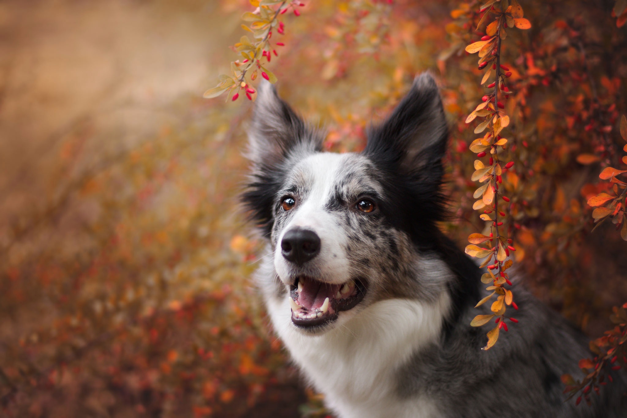 Descarga gratuita de fondo de pantalla para móvil de Animales, Perros, Perro, Collie De La Frontera.