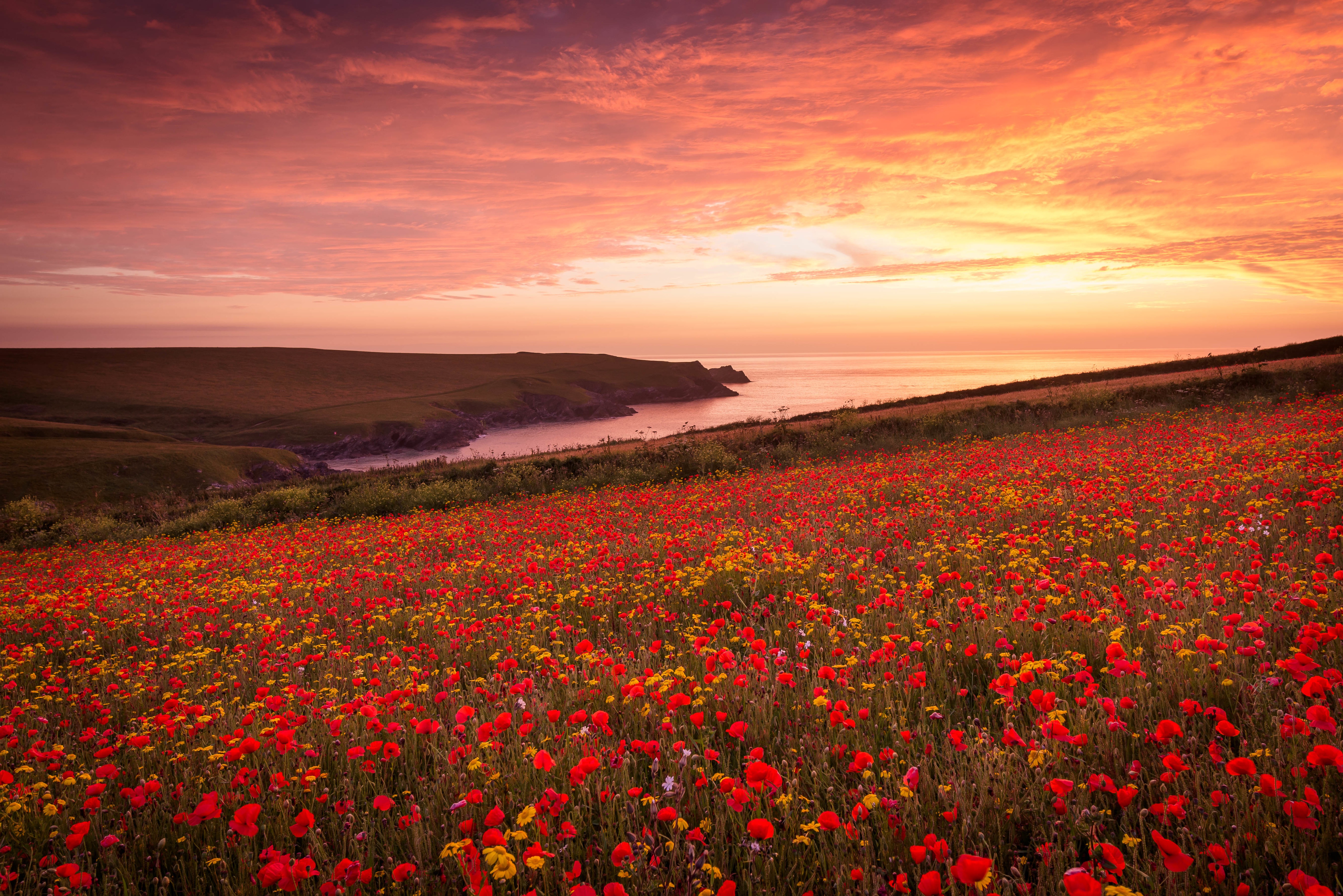 Laden Sie das Landschaft, Blumen, Mohn, Sommer, Horizont, Blume, Sonnenuntergang, Rote Blume, Erde/natur-Bild kostenlos auf Ihren PC-Desktop herunter