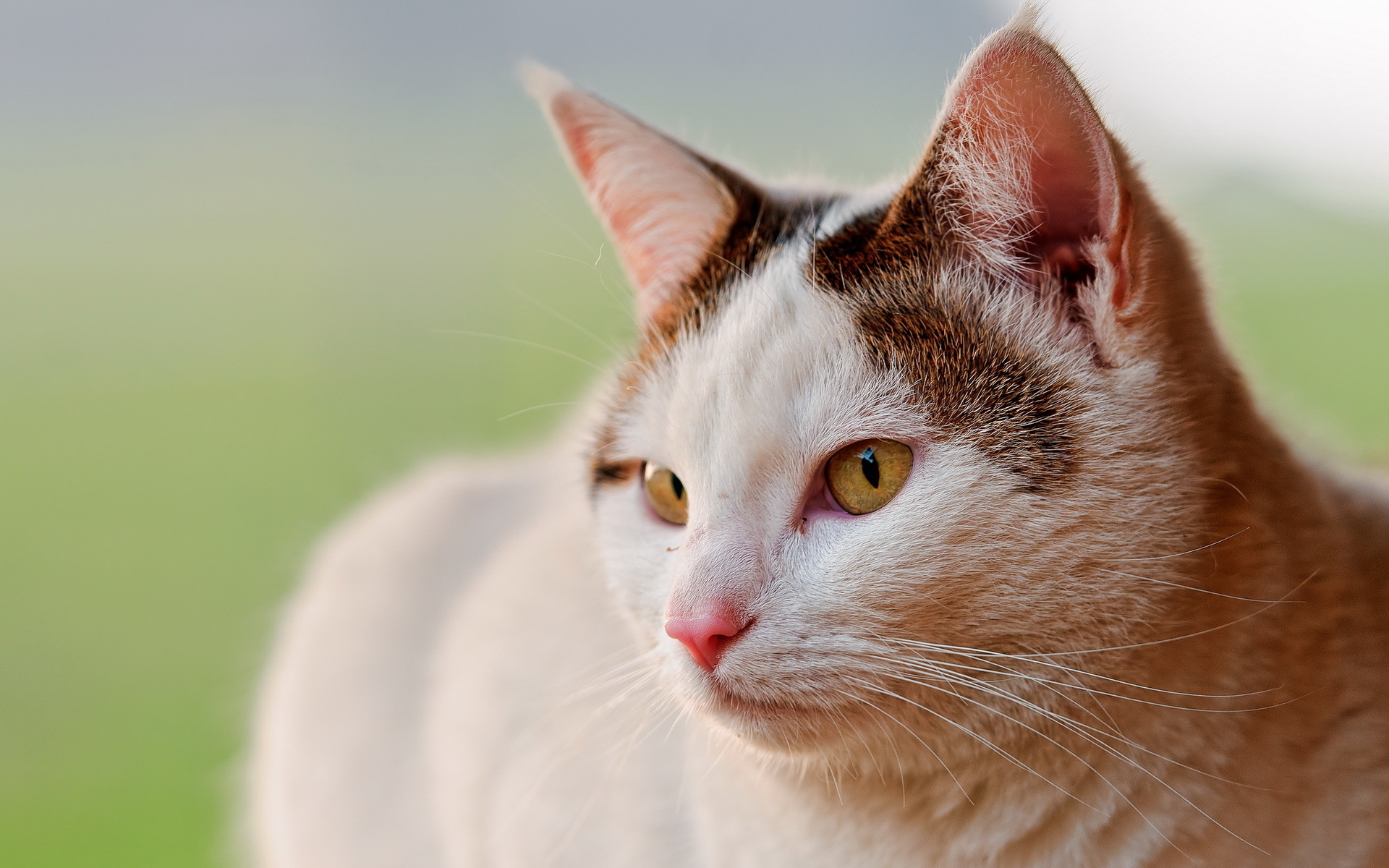 Baixar papel de parede para celular de Gato, Gatos, Animais gratuito.