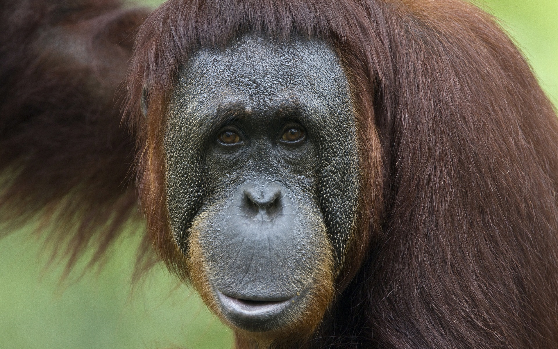 animal, orangutan, ape, close up, monkey, monkeys