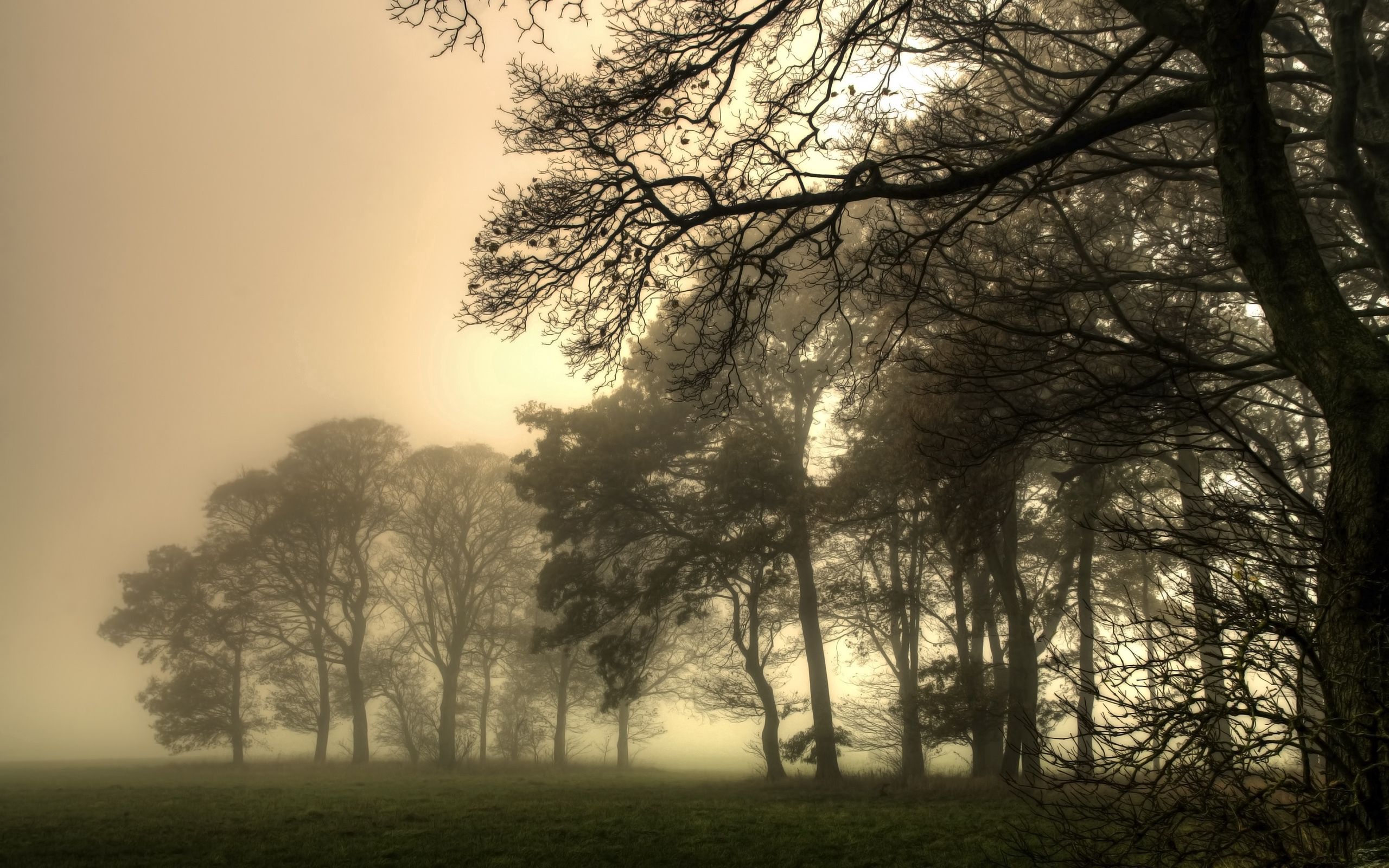 creepy, nature, trees, fog, branches, branch, thick, emptiness, void HD wallpaper