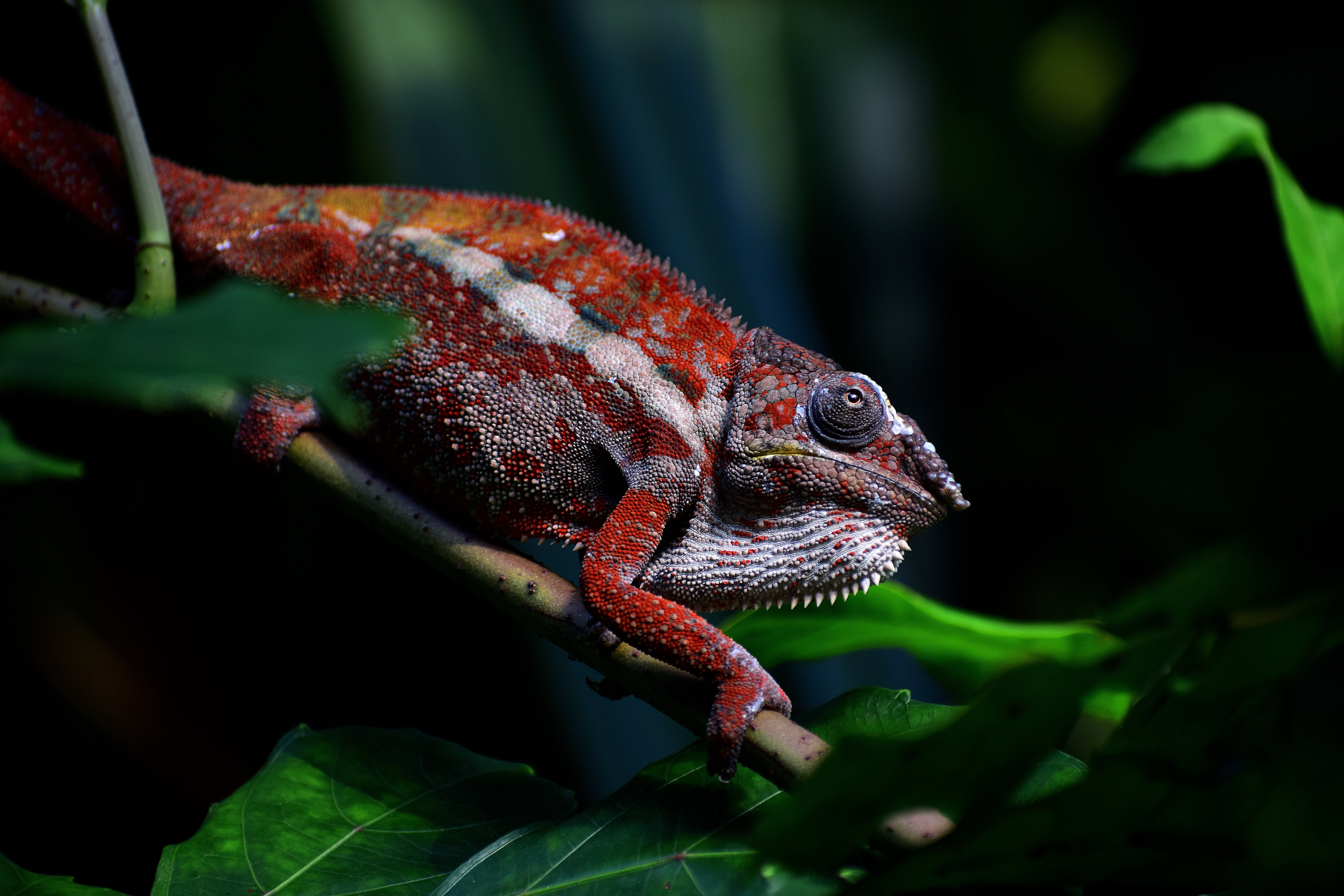 red, animals, branch, reptile, chameleon, exotic