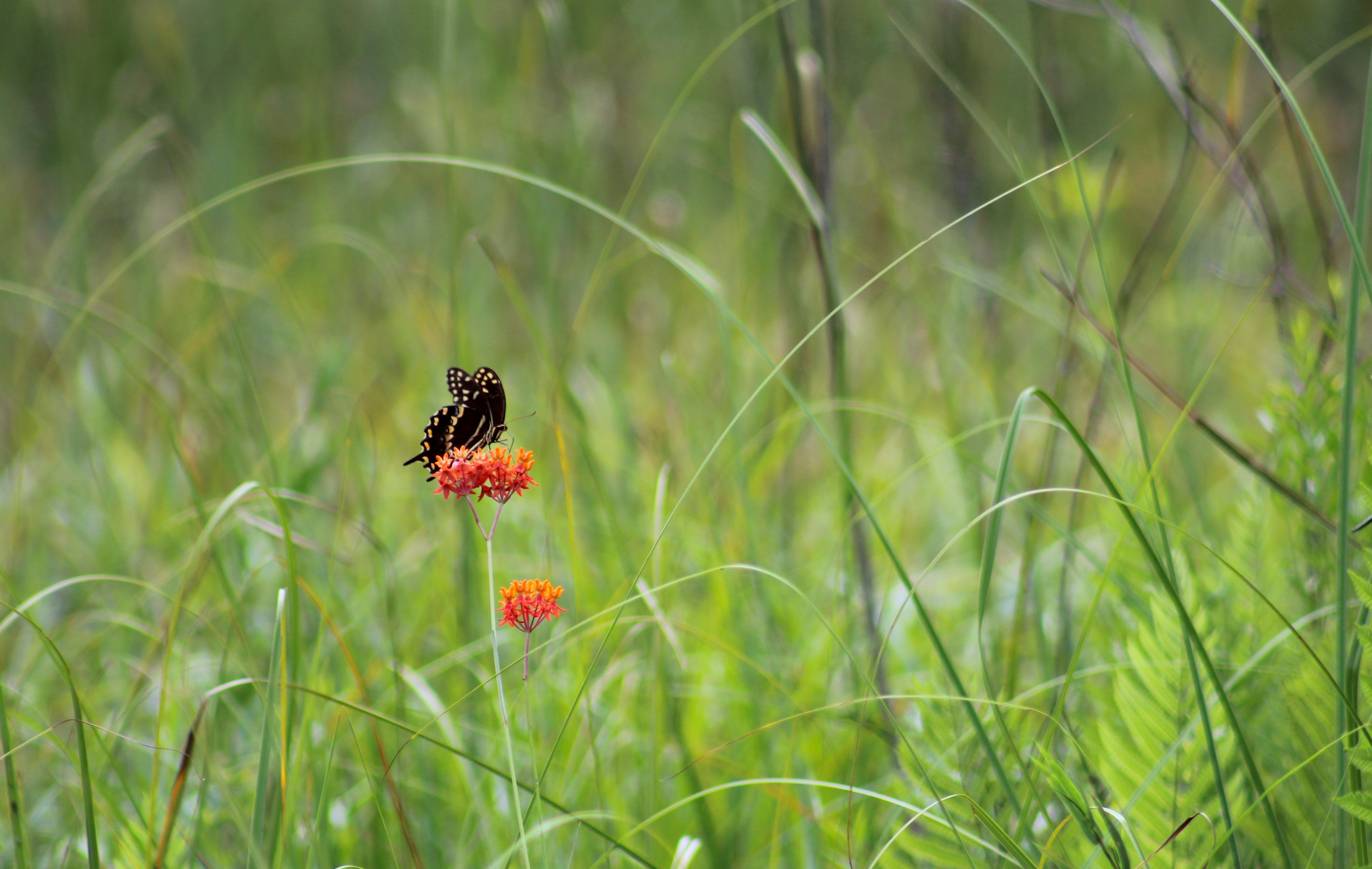 Download mobile wallpaper Grass, Butterfly, Animals, Plant, Flower for free.