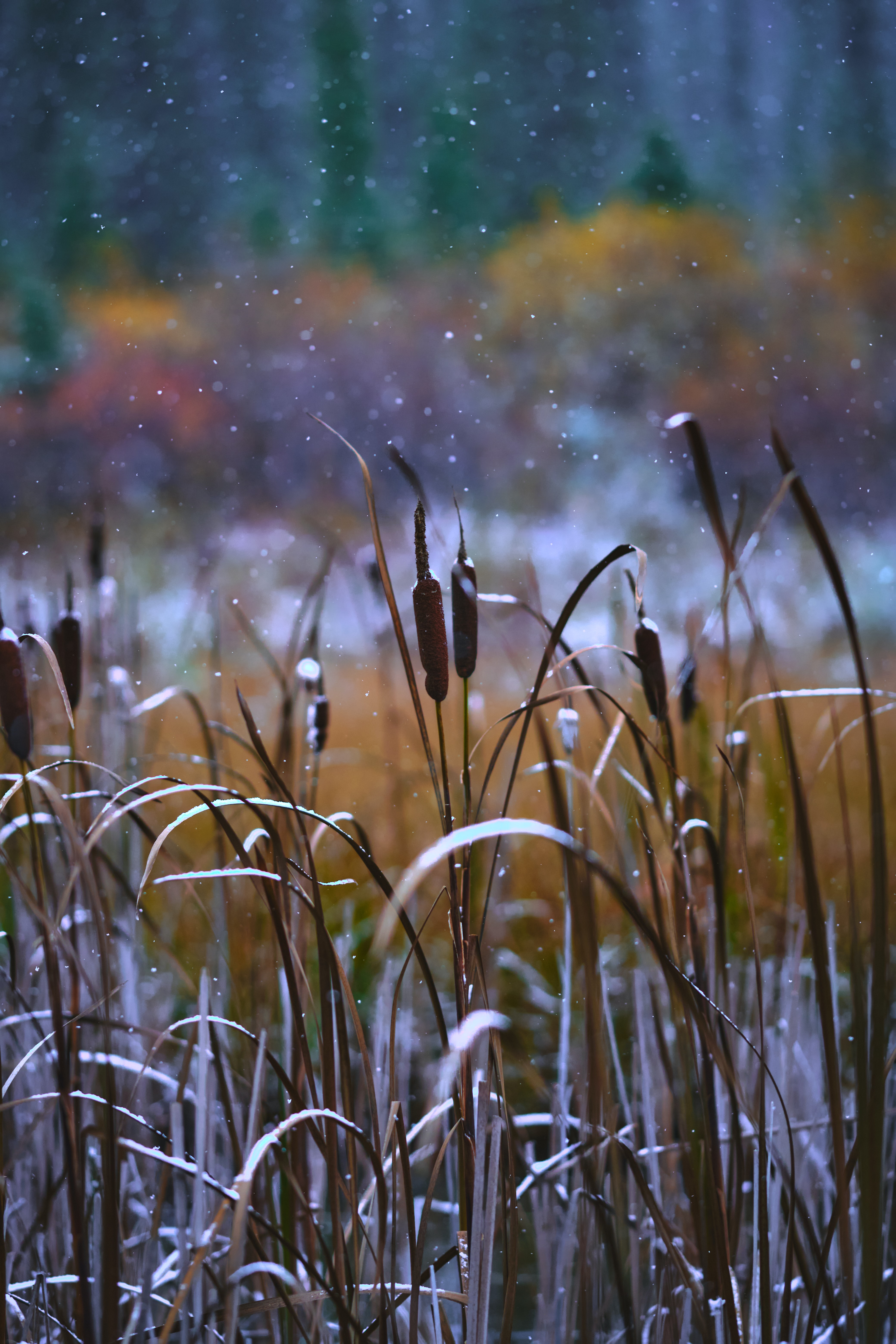 nature, grass, snow, snow covered, snowbound, reeds