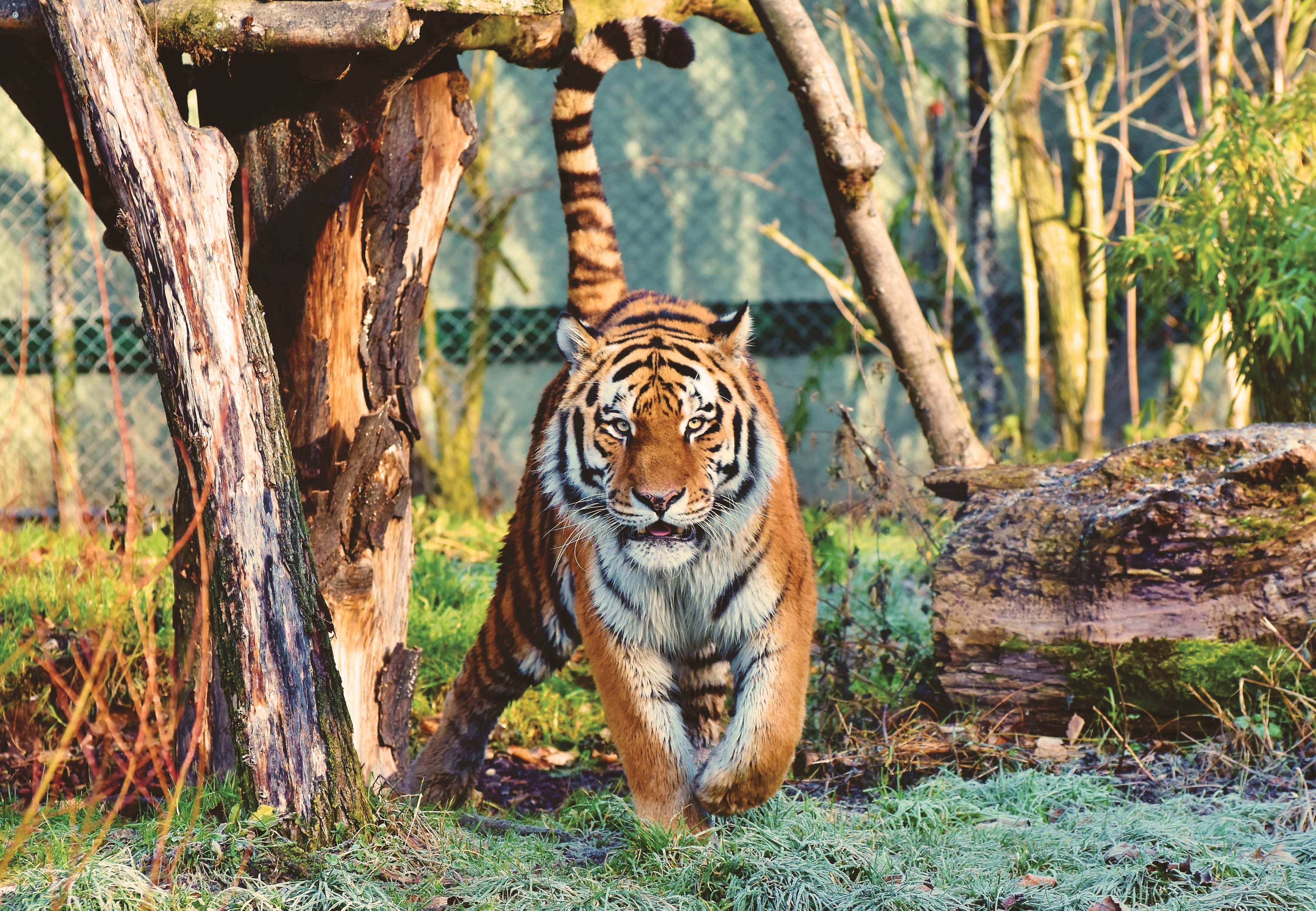 Laden Sie das Tiere, Katzen, Tiger-Bild kostenlos auf Ihren PC-Desktop herunter