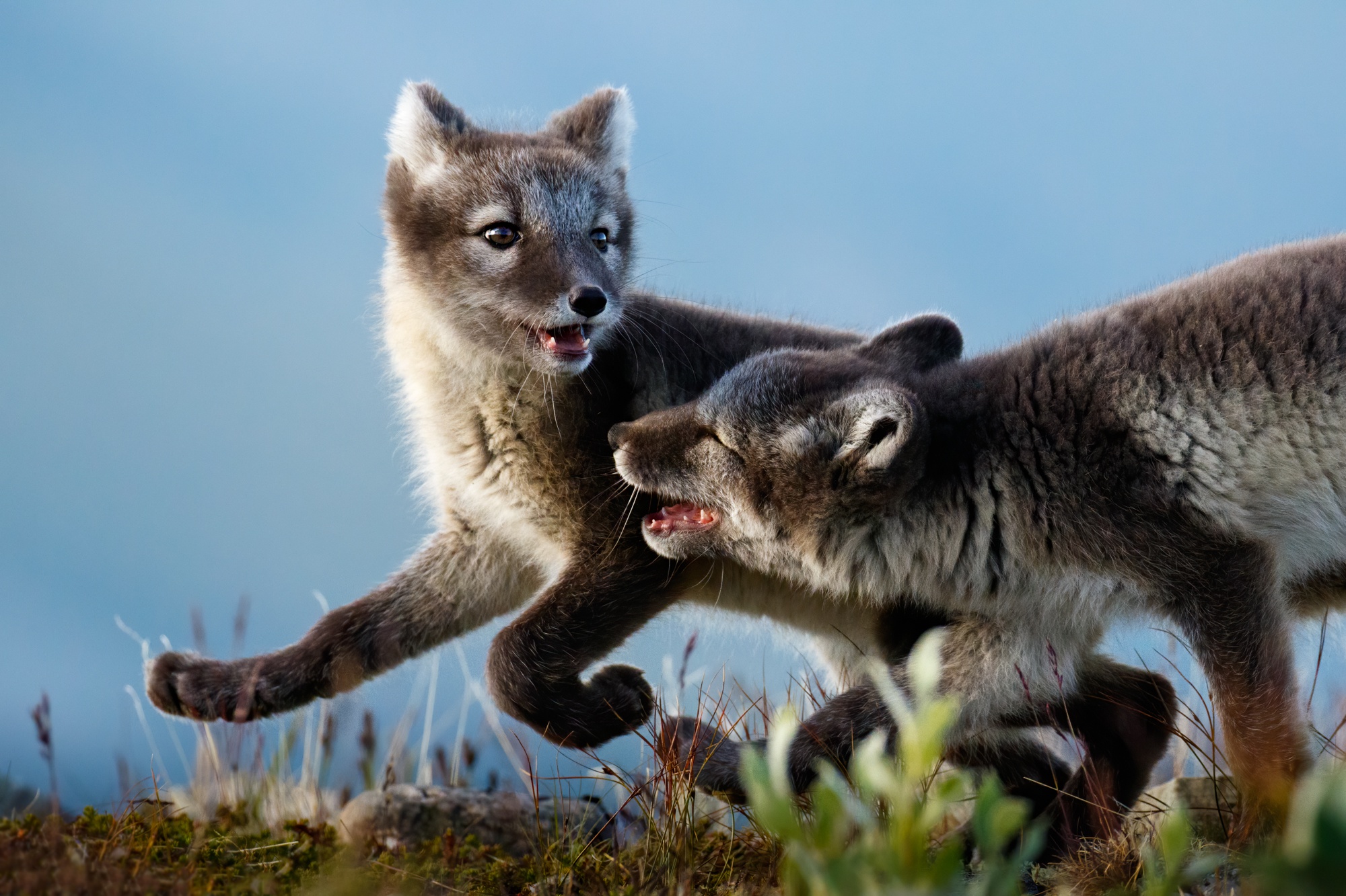 Free download wallpaper Dogs, Animal, Arctic Fox on your PC desktop