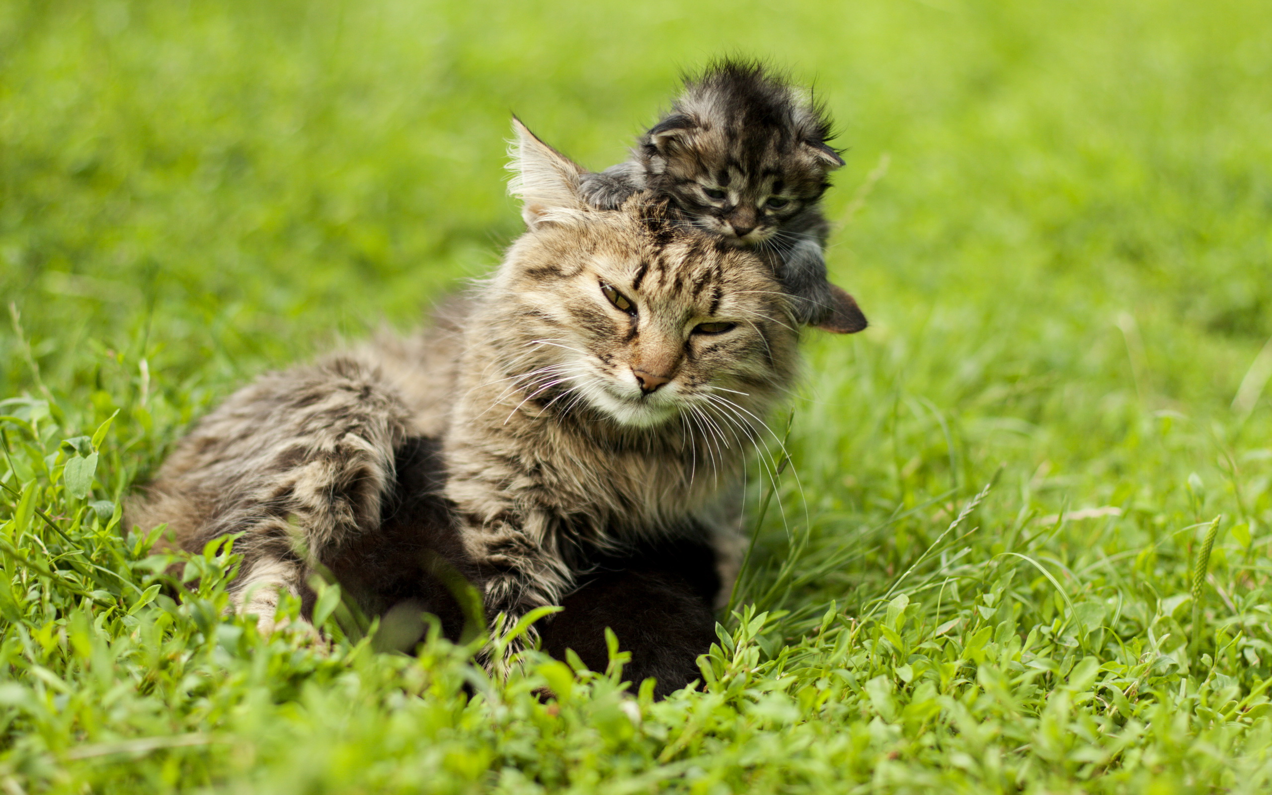 Laden Sie das Tiere, Katzen, Katze-Bild kostenlos auf Ihren PC-Desktop herunter