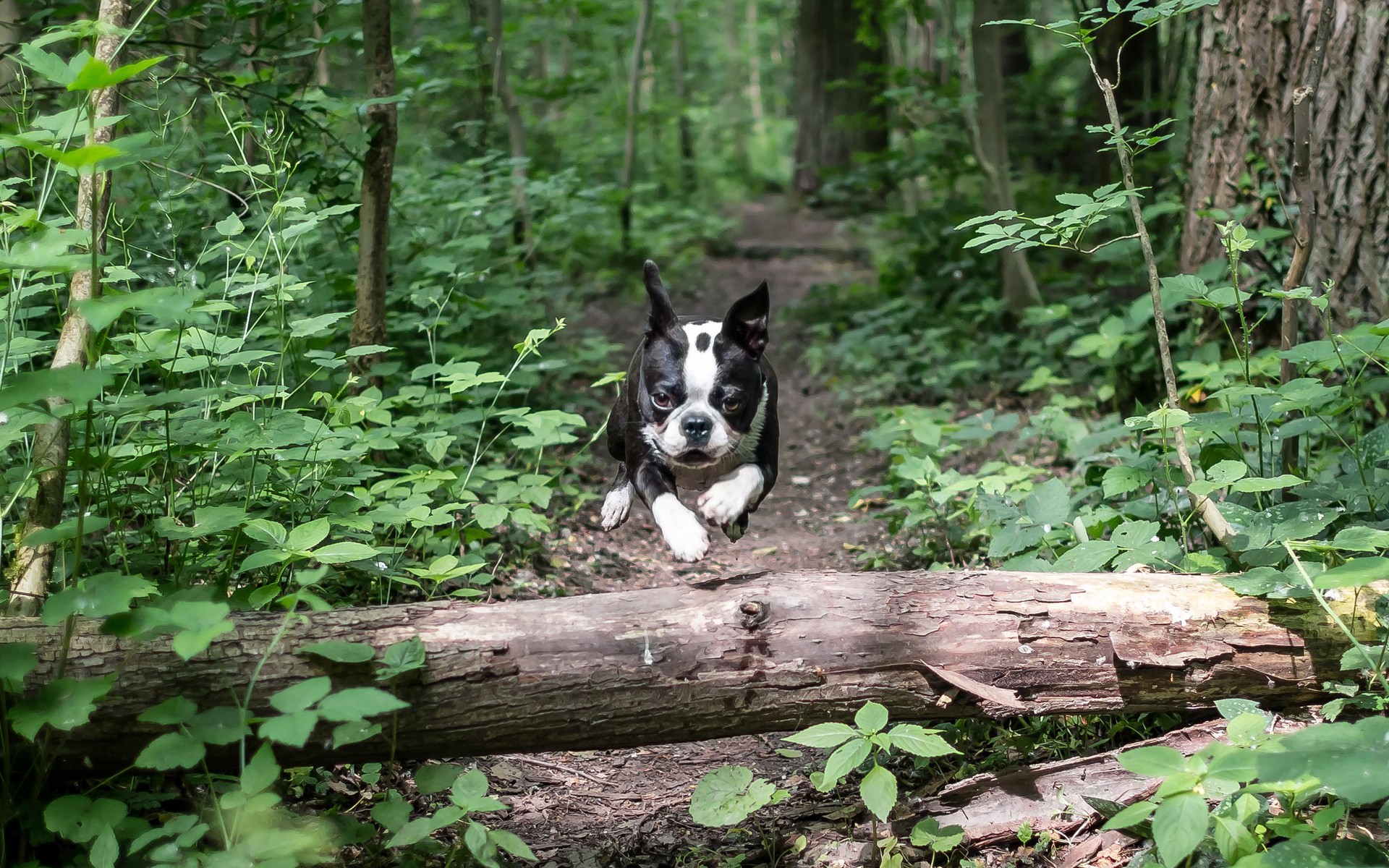 Descarga gratuita de fondo de pantalla para móvil de Animales, Perros, Perro.